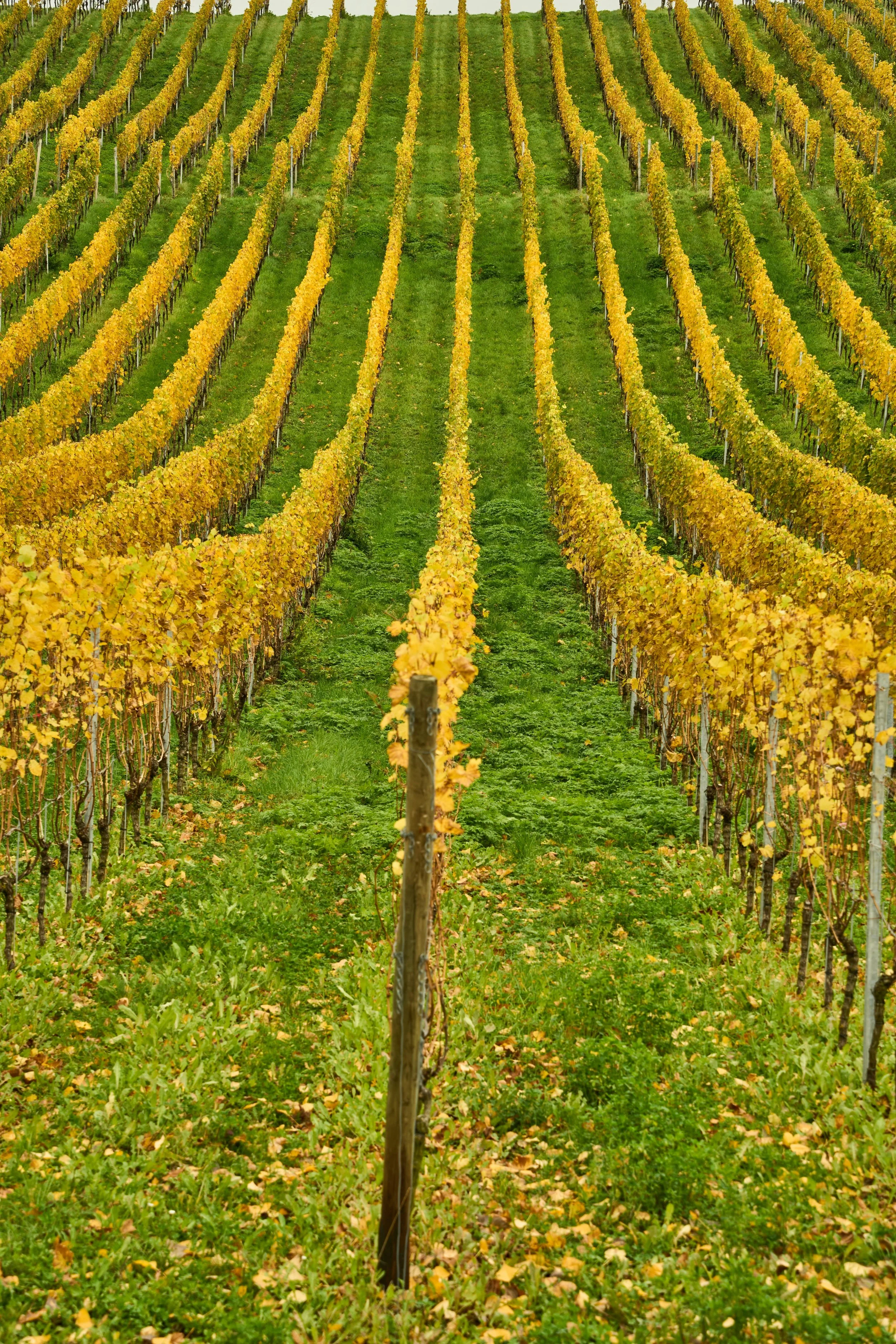 Vineyard rows turning golden in autumn.