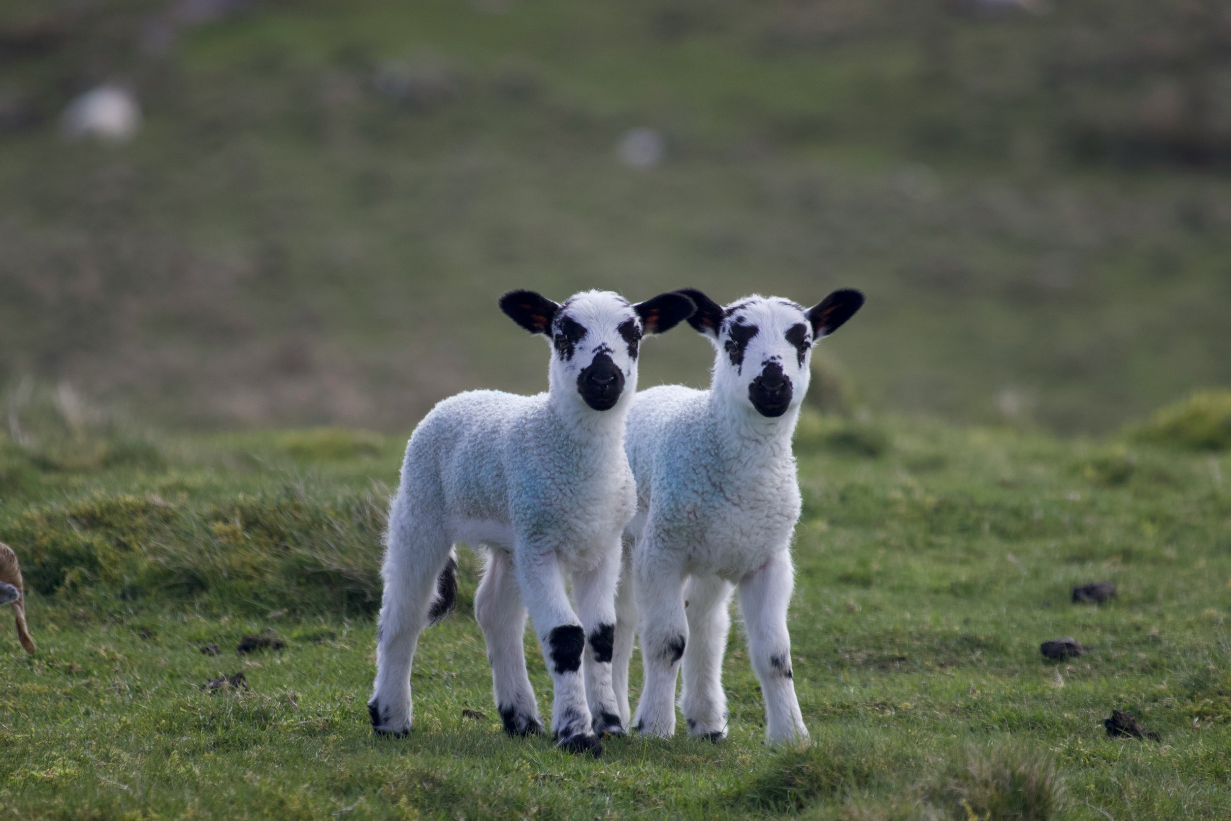 The meeting of culture and cuisine in Ireland