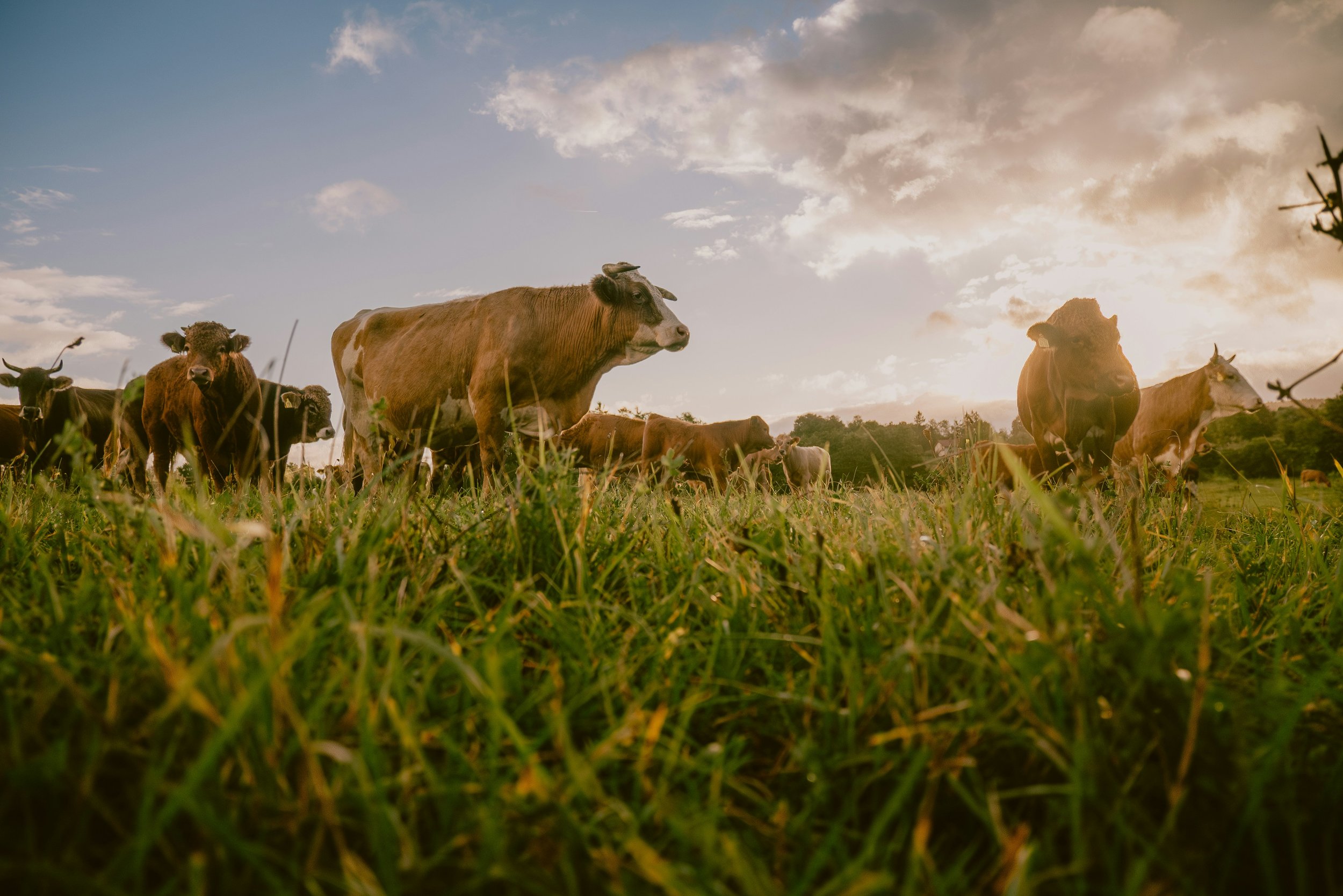 Brown cows grazing in a field at sunset in the Slovenian countryside.