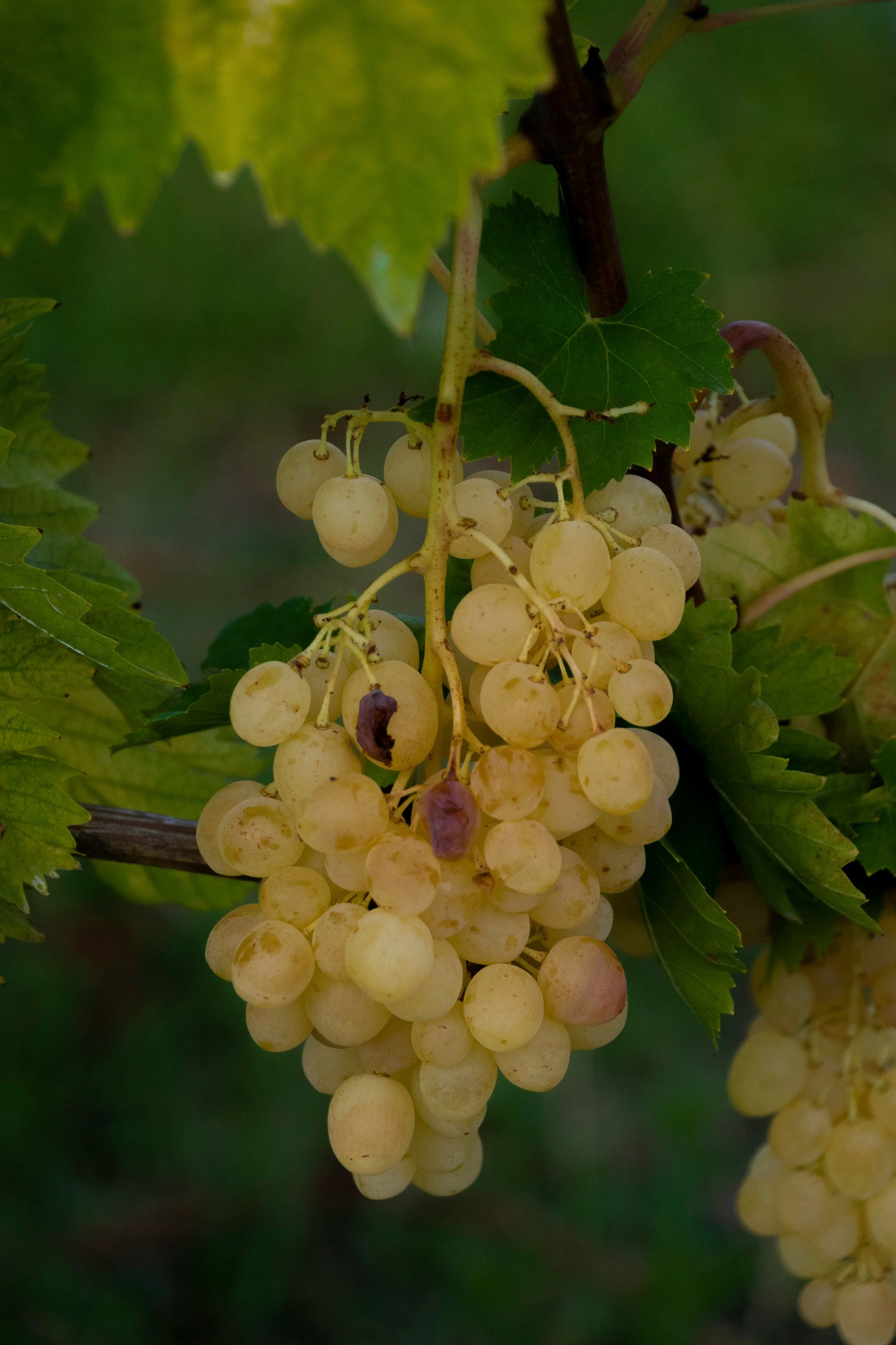 Close-up of ripe white grapes on the vine.