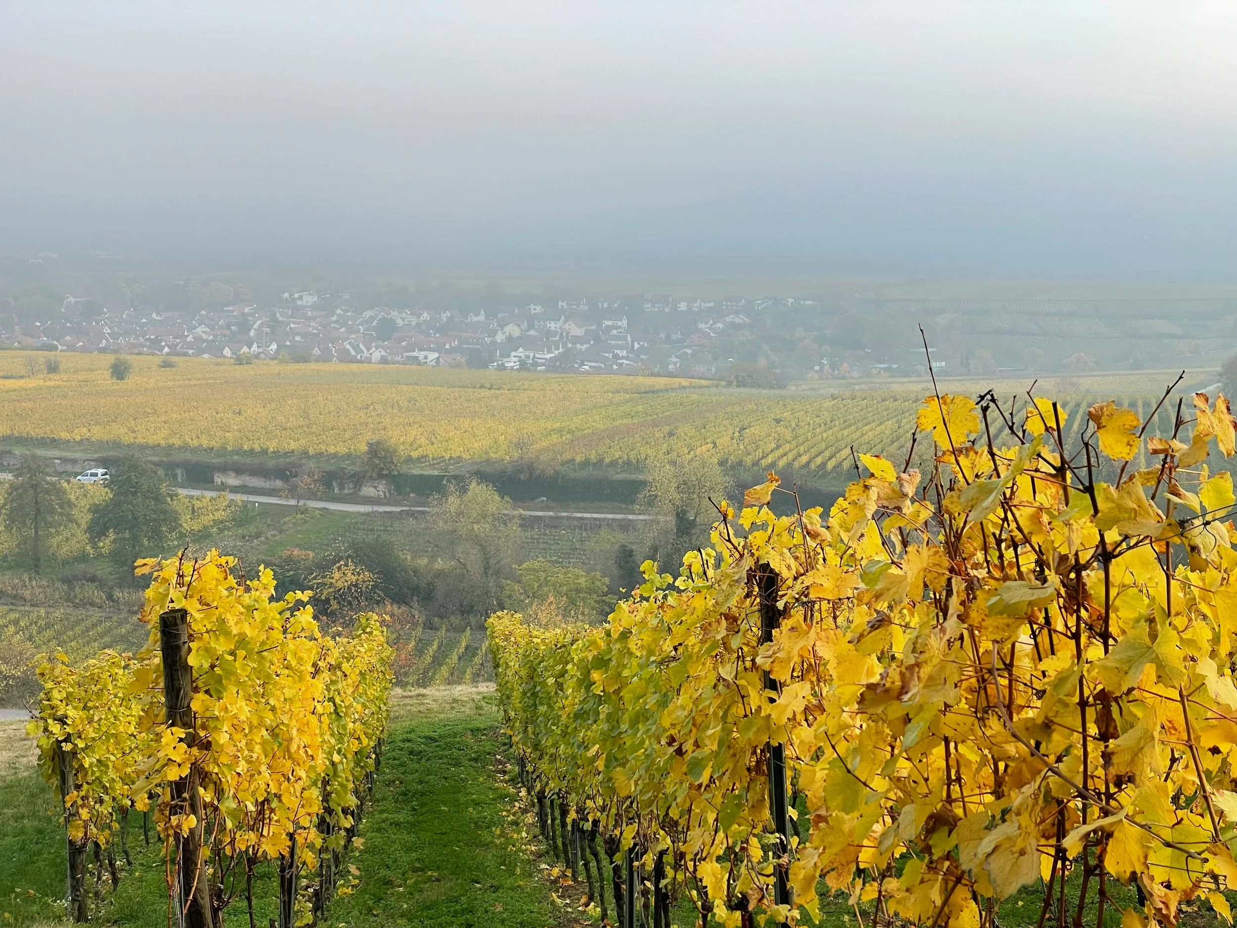 Rows of golden vines stretching toward a misty valley.