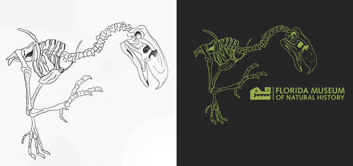 "Terror Bird", FLMNH