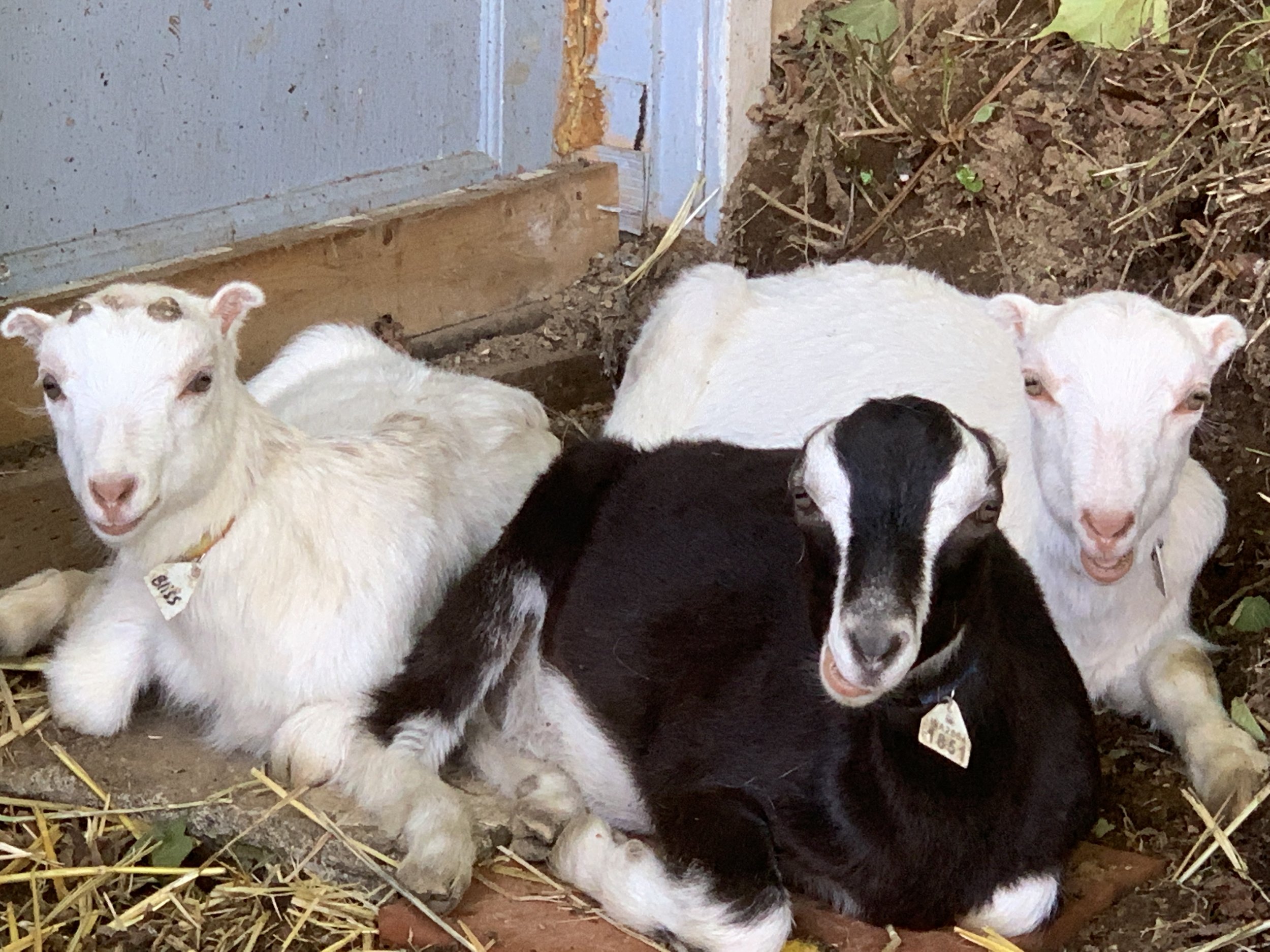 5/22/22 - Goat Fence