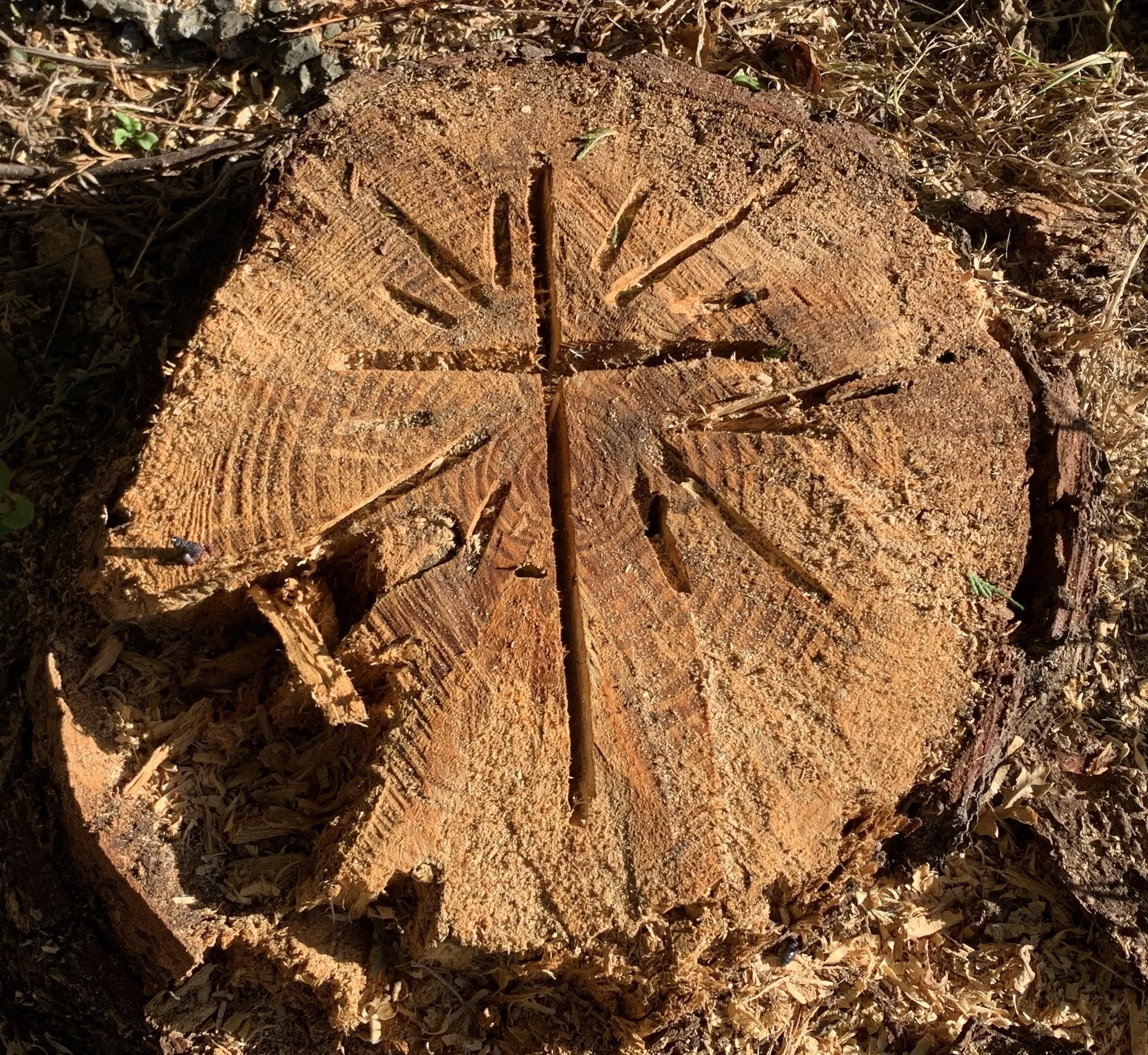 7/5/22 - Tree by the Drive