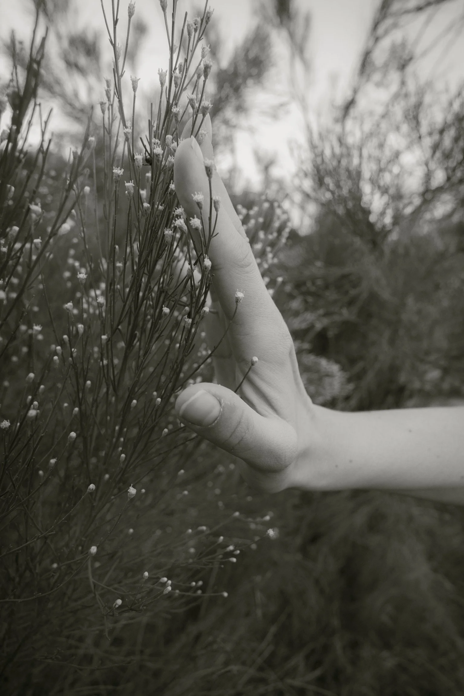 hands against herbs in foraging for chef meal
