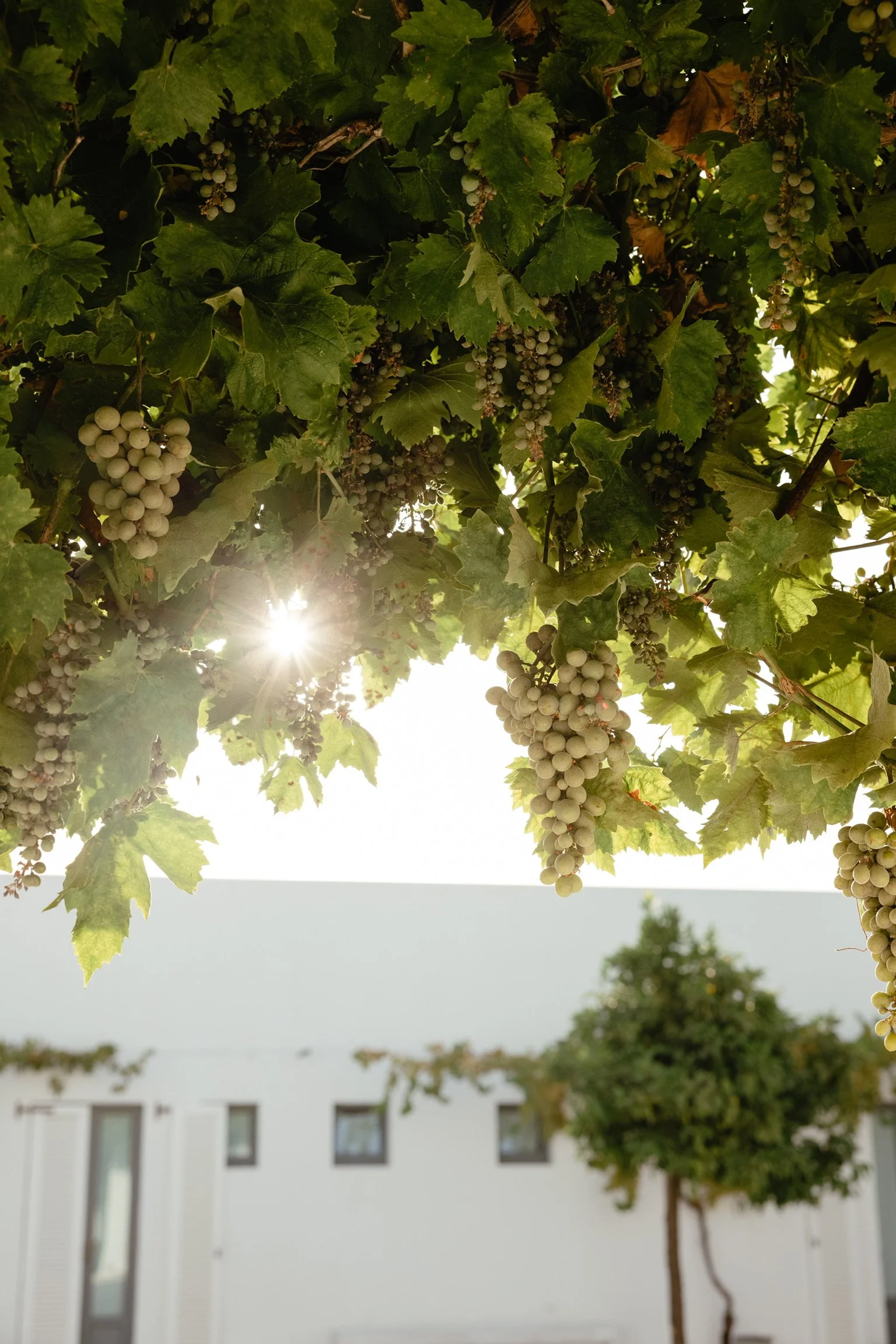 lush green grape leaves on a vine before harvest for wine