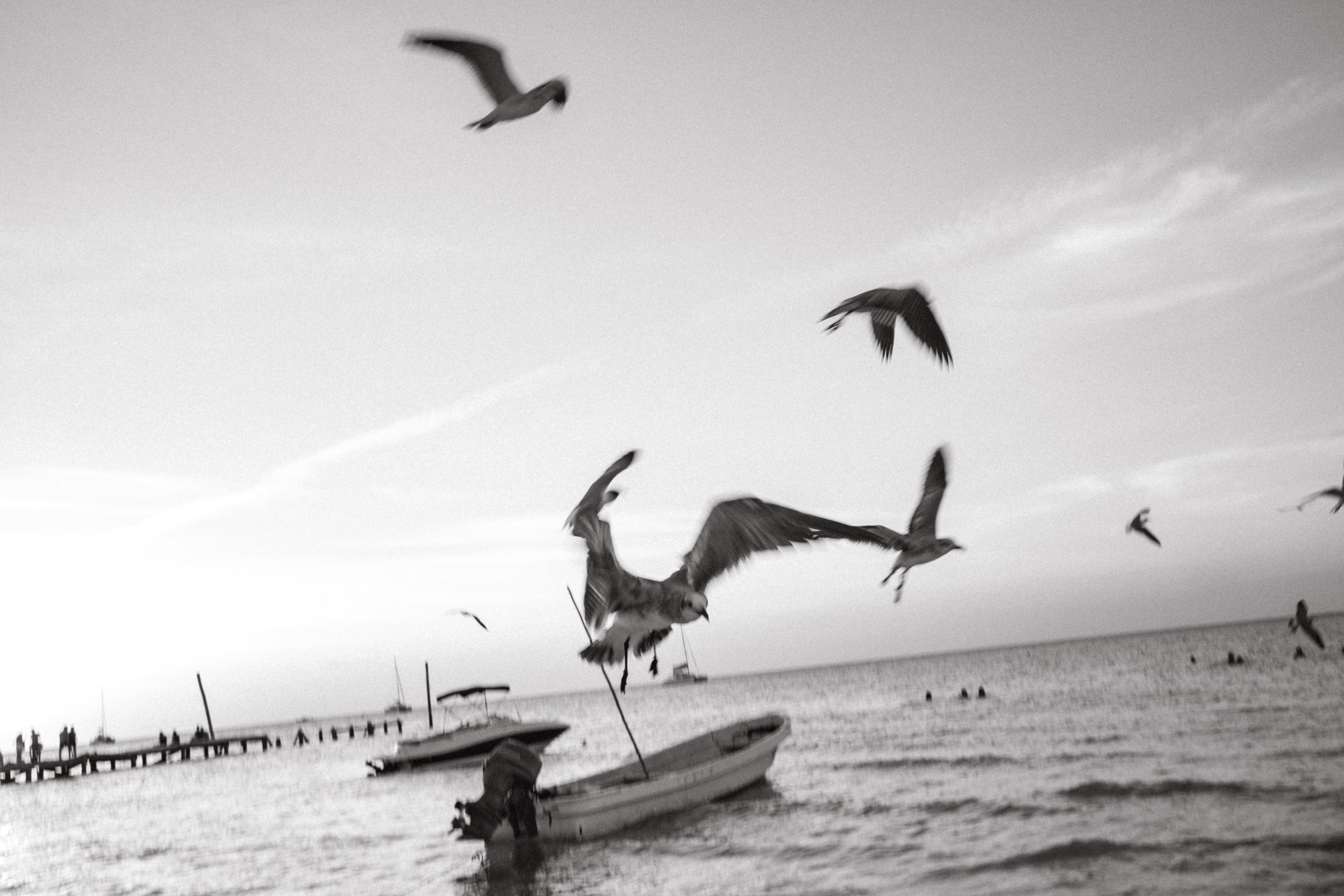 black and white photo film photo of fishing boats arriving with catch as sea gulls circle 