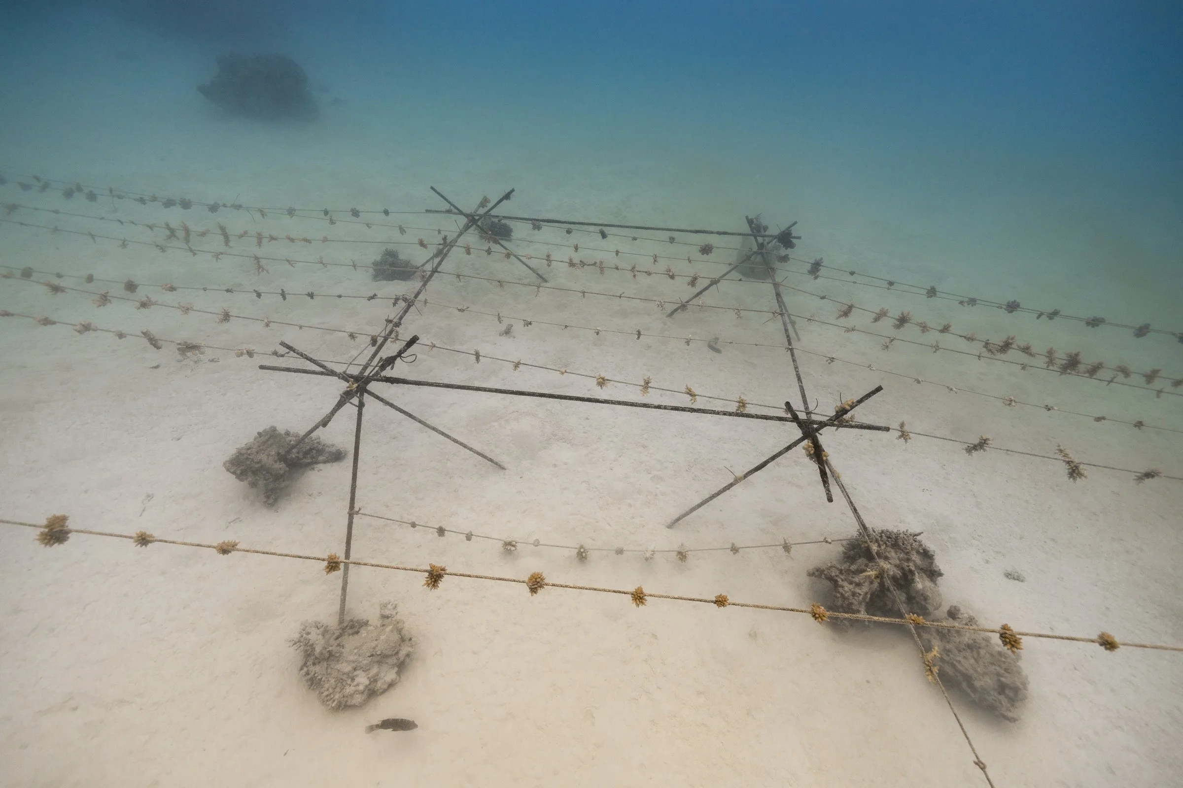 coral_restoration_marine_conservation_aitutaki_20.JPG
