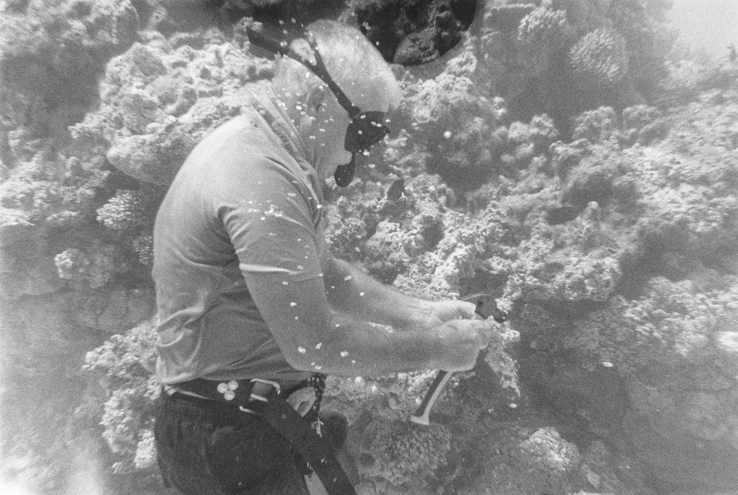 coral_restoration_marine_conservation_aitutaki_17.jpg