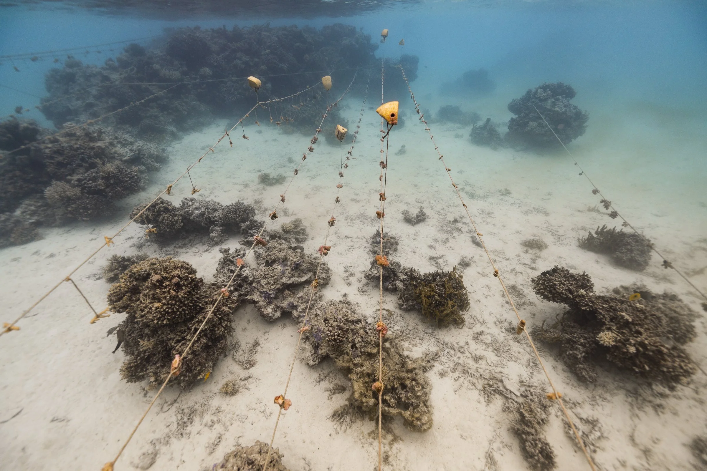 coral_restoration_marine_conservation_aitutaki_25.JPG