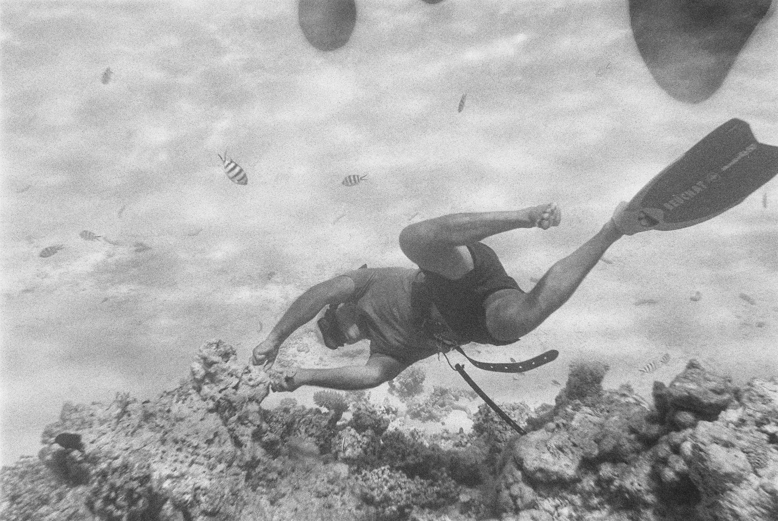 coral_restoration_marine_conservation_aitutaki_15.jpg