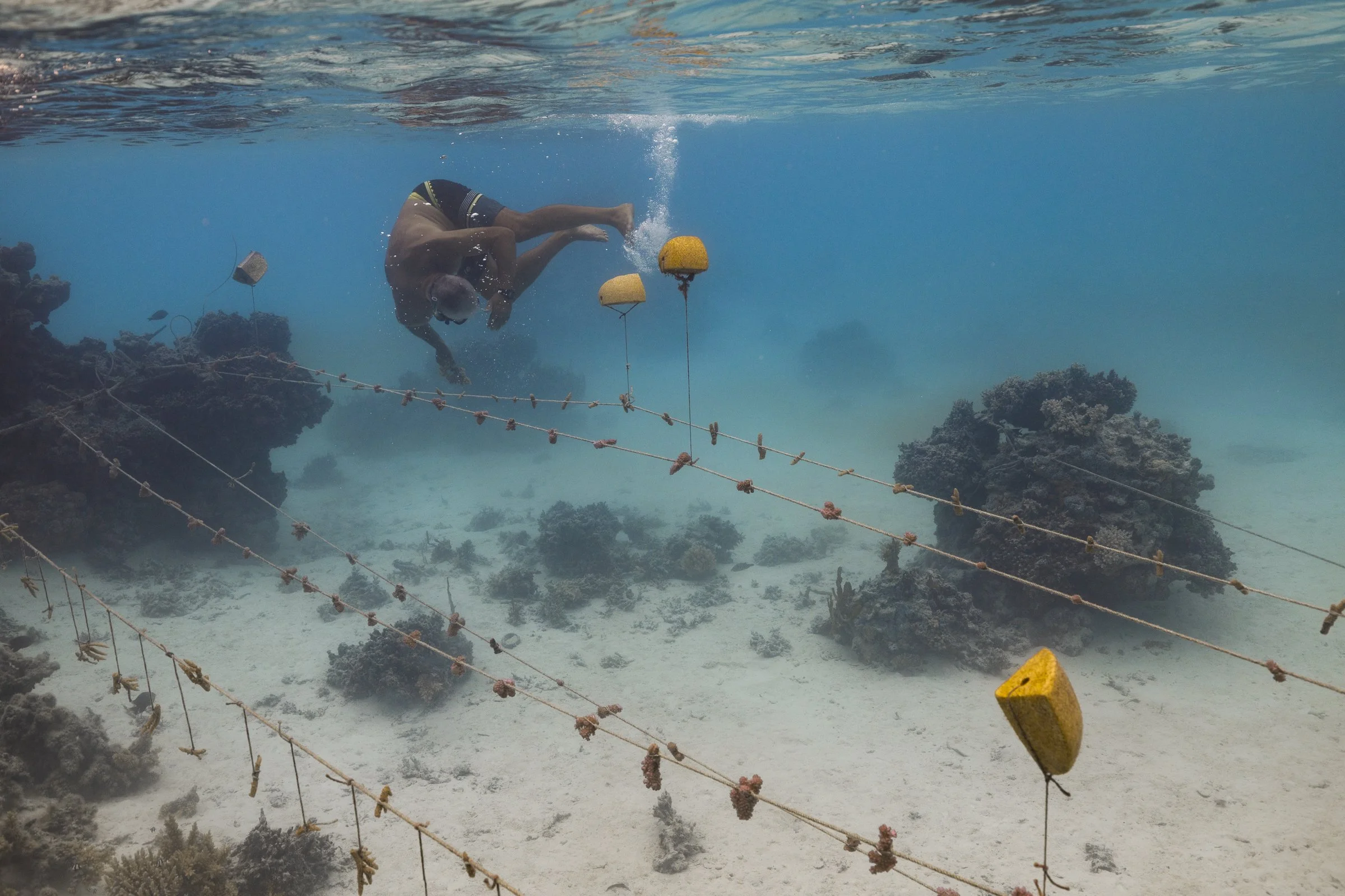 coral_restoration_marine_conservation_aitutaki_21.JPG