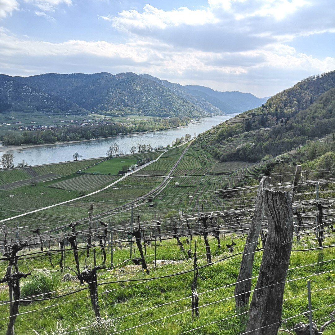 Visit to the Wachau valley, one of Austria's most renowned and beautiful wine regions. The Wachau has approximately 1.300 hectares under vine and is mostly famous from Gr&uuml;ner Veltliner, Rieslings and my own favourite Neuburger grapes. ​​​​​​​​
.