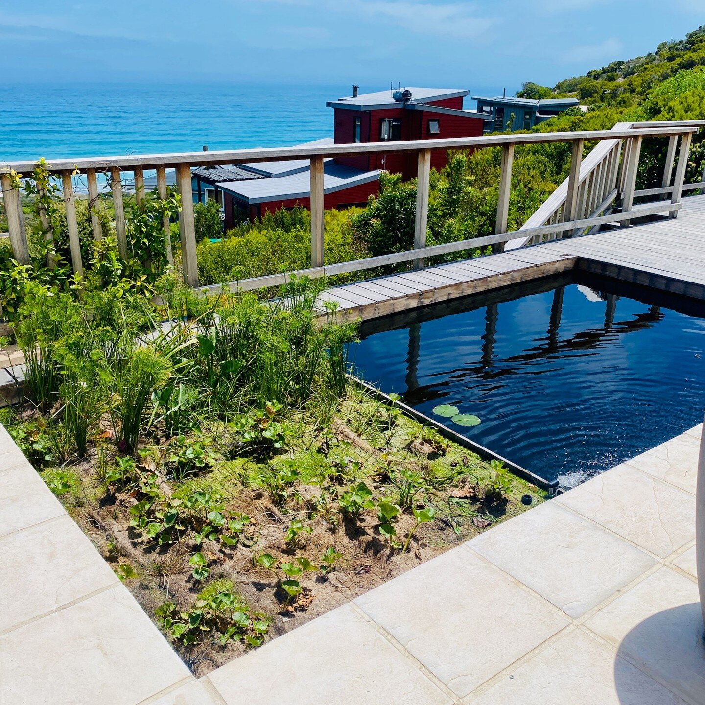 This is a small plunge pool that we resurrected for a client in Scarborough, Cape Town. This is a floating wetland system and is only a few months old, so by next season, the planted structure will be totally populated with plants. Great to see how i
