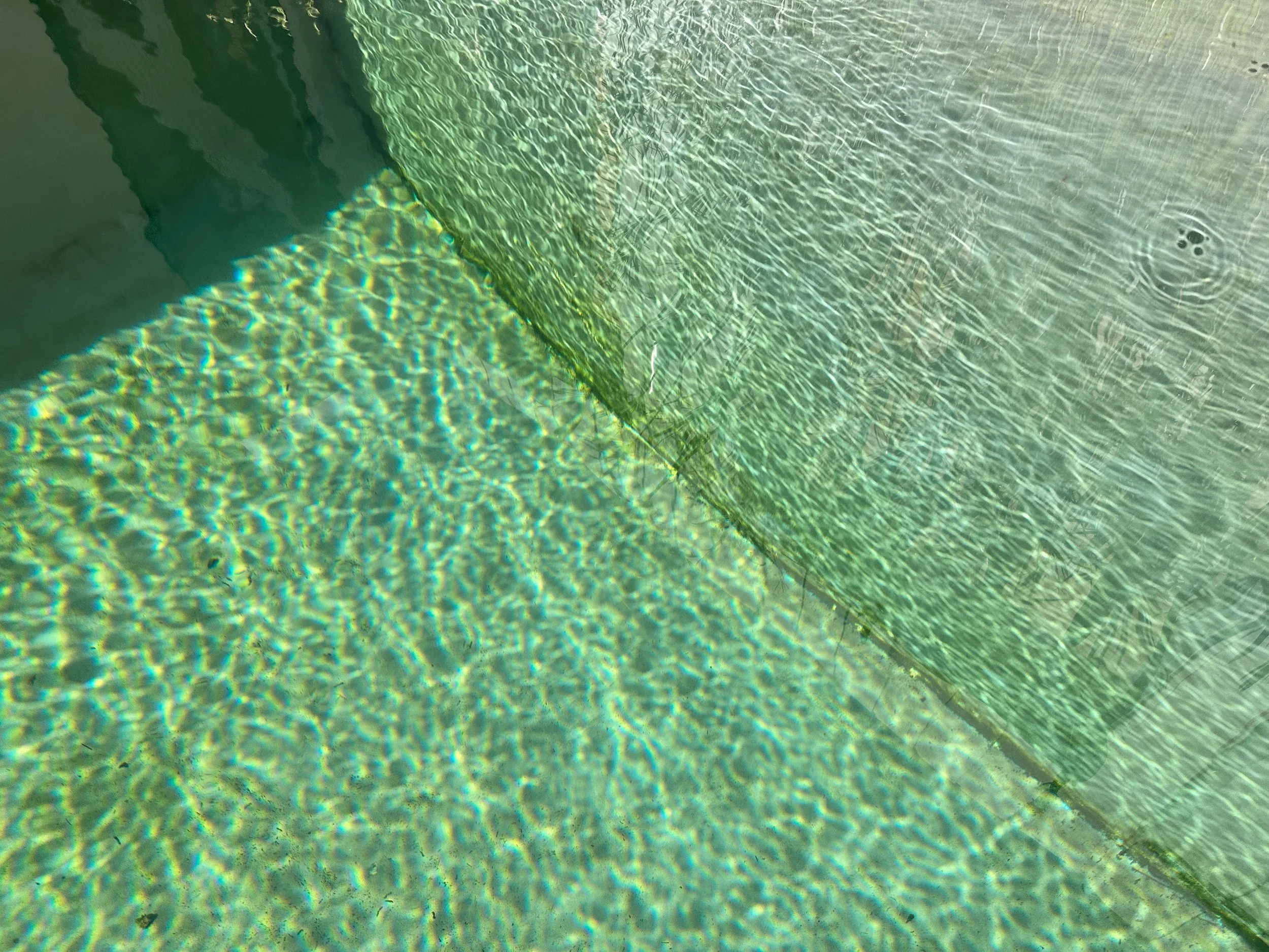 Ruth - biopool - 3 (1).jpeg