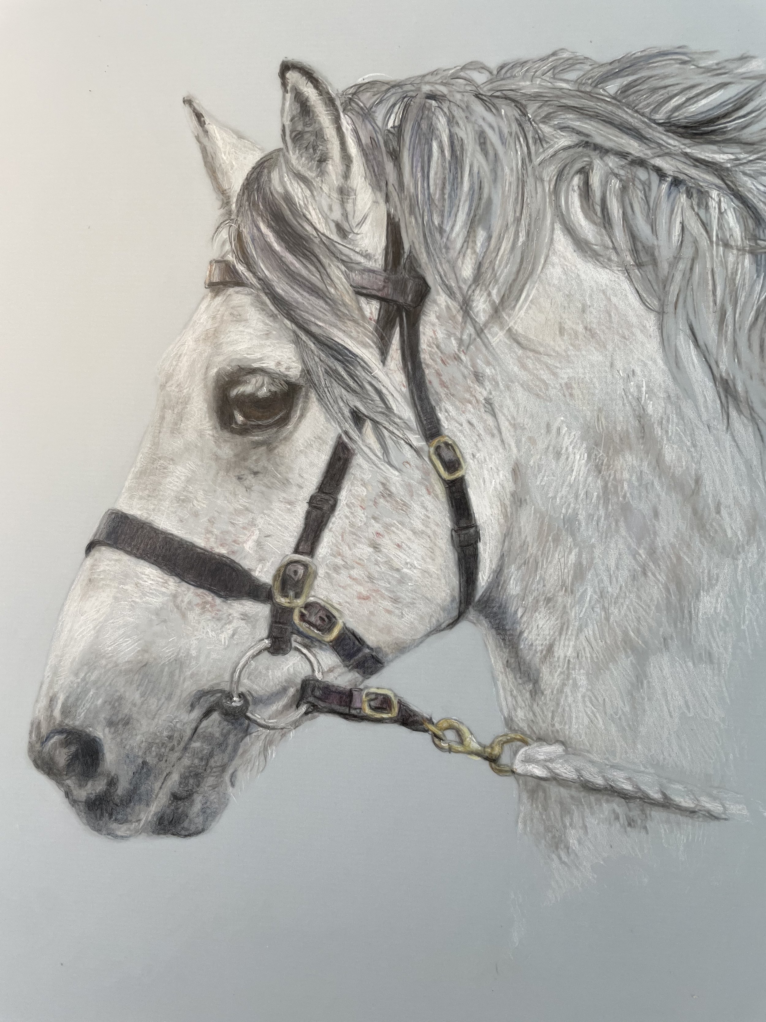 Highland pony