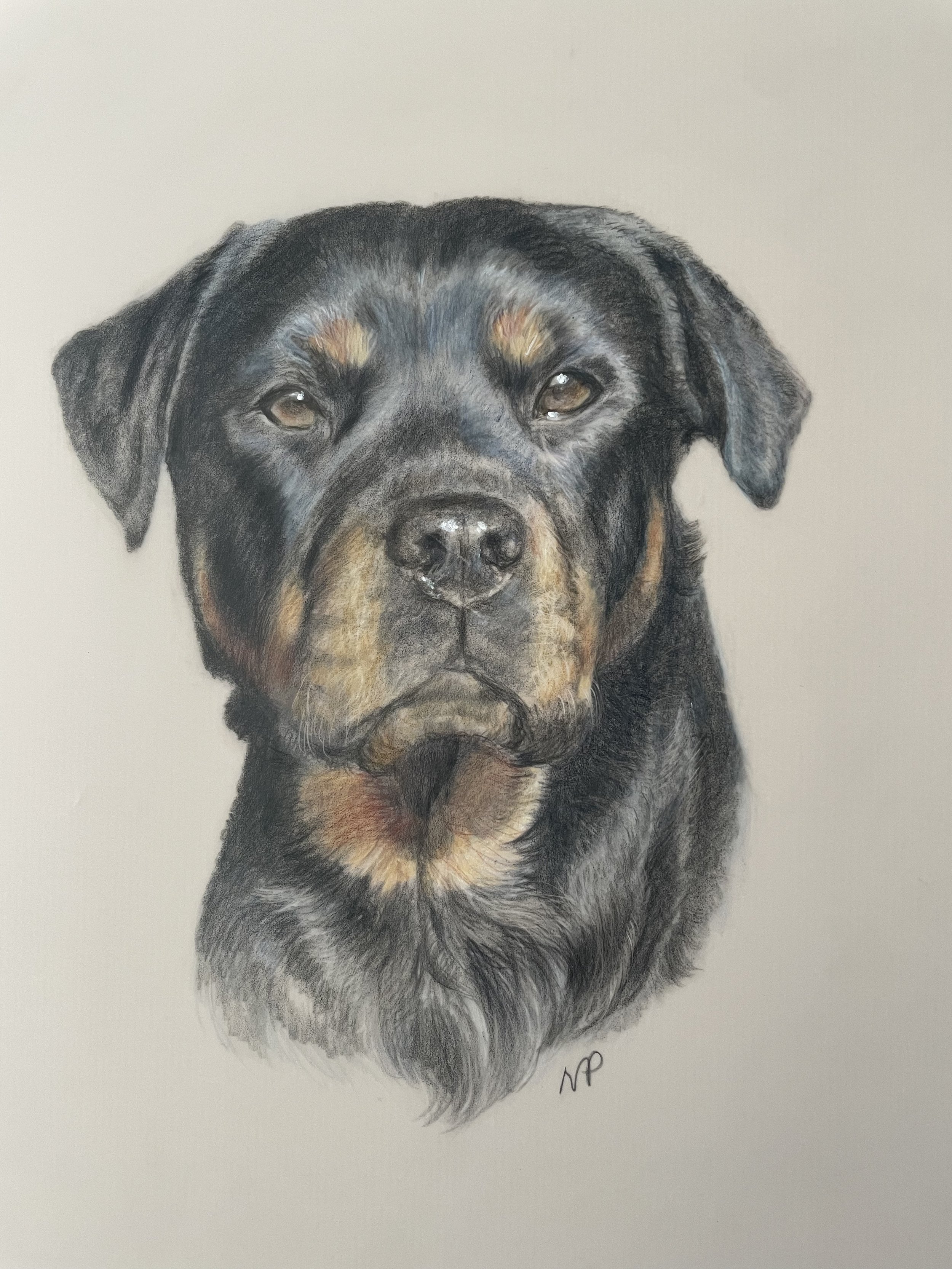 Rottweiler