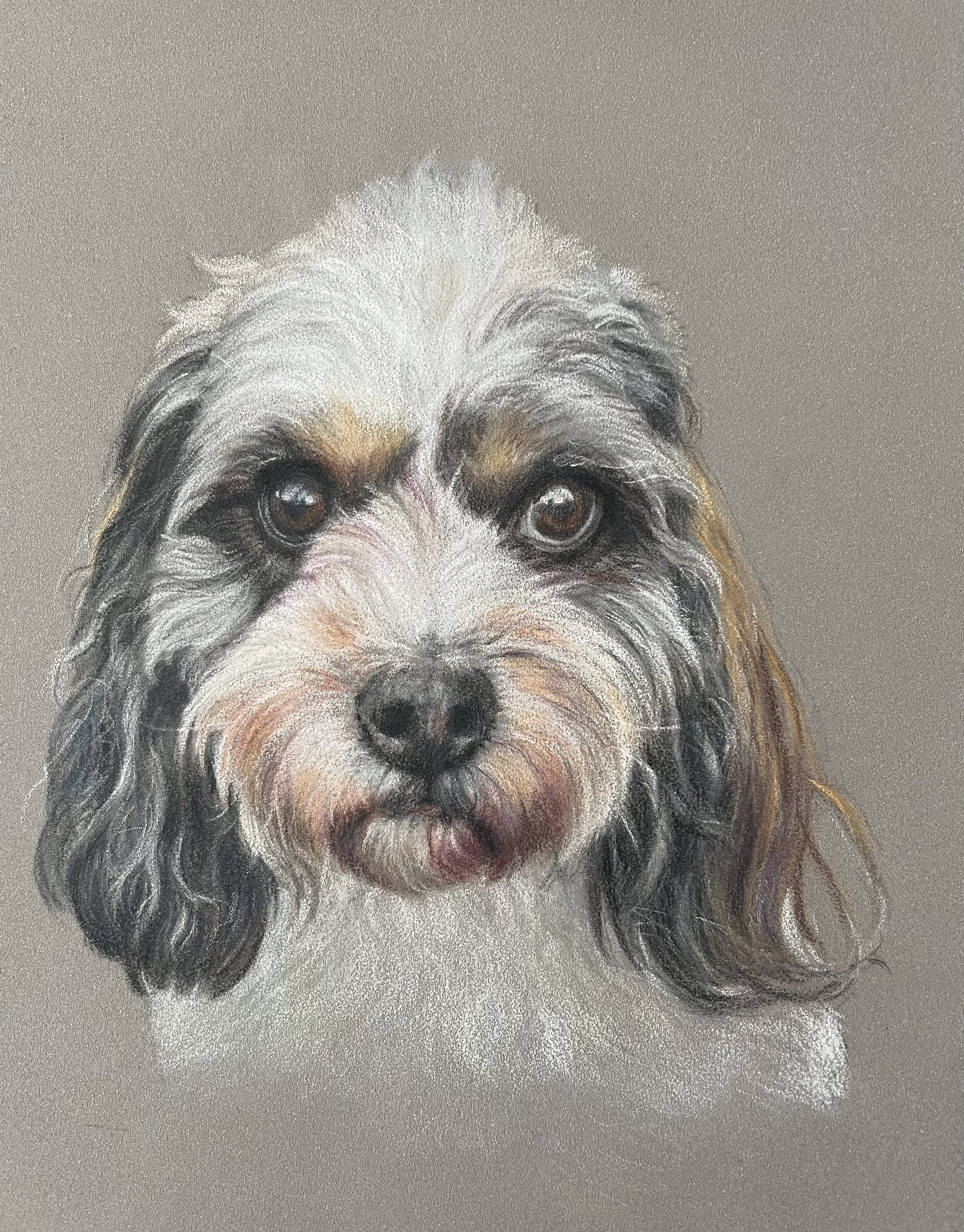 Cavapoo