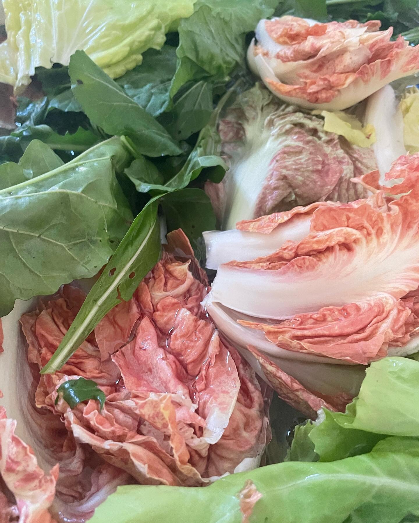 Beautiful Thanksgiving Greens!