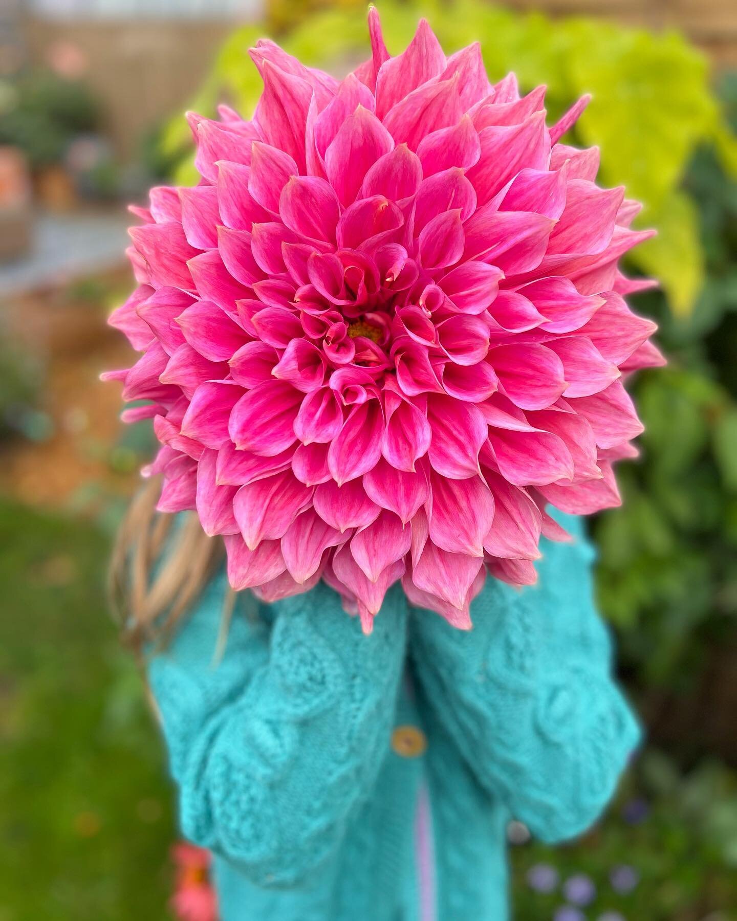 We go away for a week and come home to a plot full of giants&hellip; 🌸

Everything has gone completely wild in our absence and the house is full of dahlias. I remember having dahlias at Halloween last year but not in these numbers! Are your dahlias 