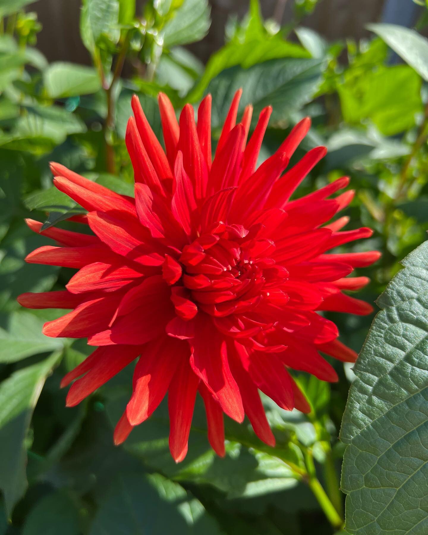 If only they lasted until Christmas&hellip; 🎄🎁

Dahlia &lsquo;Berger&rsquo;s Record&rsquo; looking beautiful - the most perfect true red. 

#dahliagrower #dahliasofinstagram #reddahlia #dahliabergersrecord #dailydahlia #dahlialove #grownnotflown #b