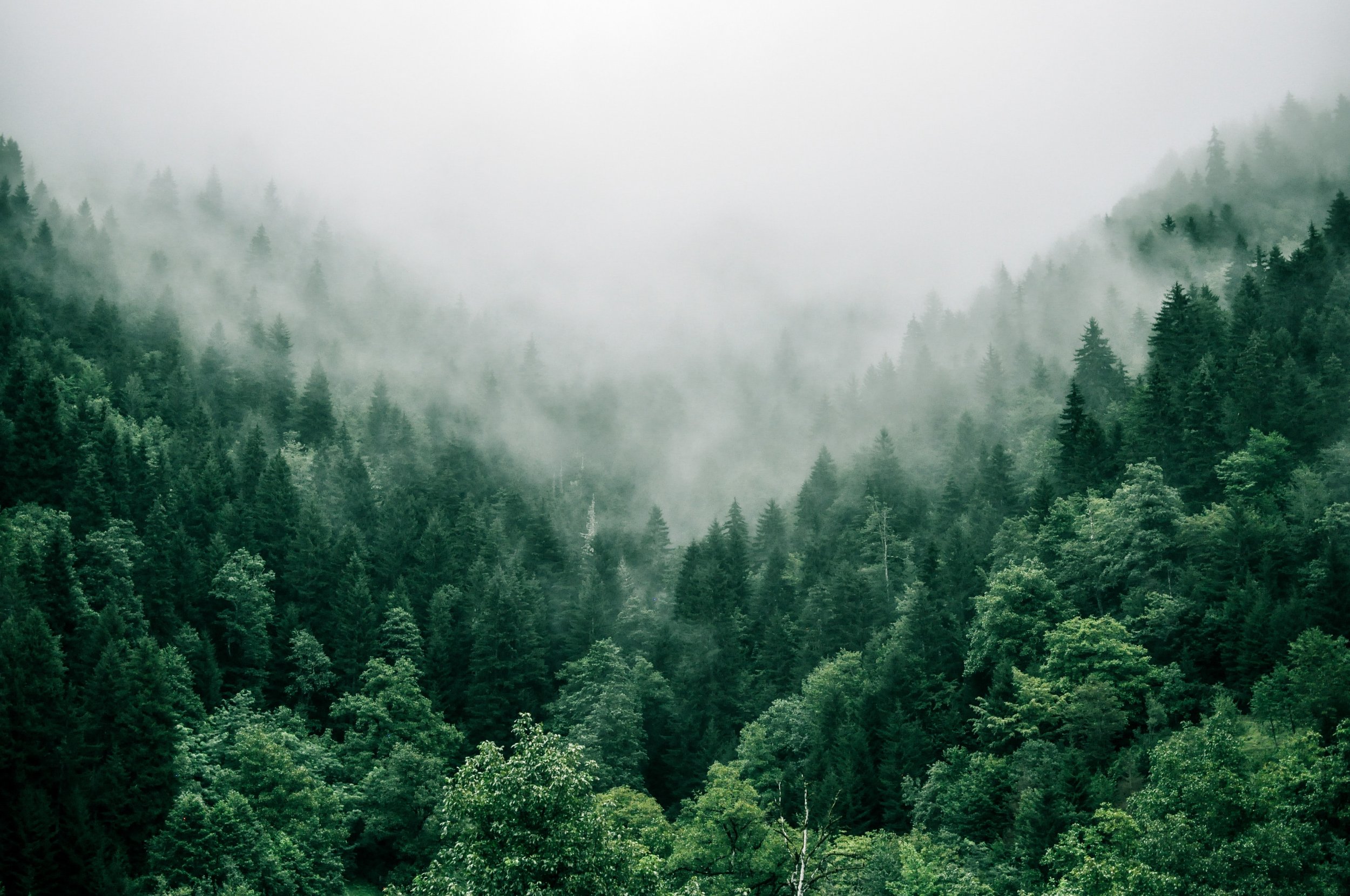 Forêt Mixte