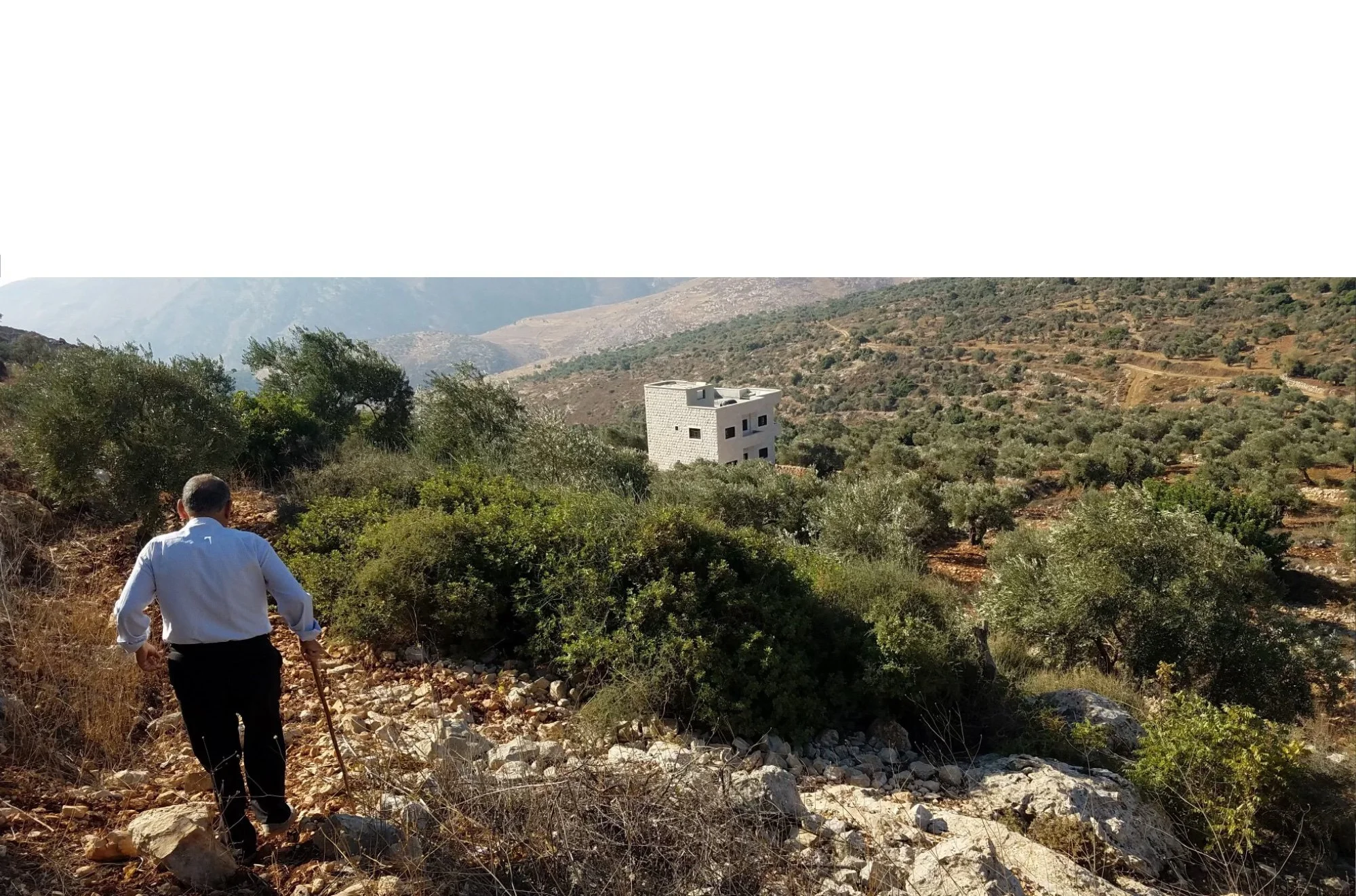 How Olive Oil Journeys from Palestinian Groves to Philadelphia Kitchens