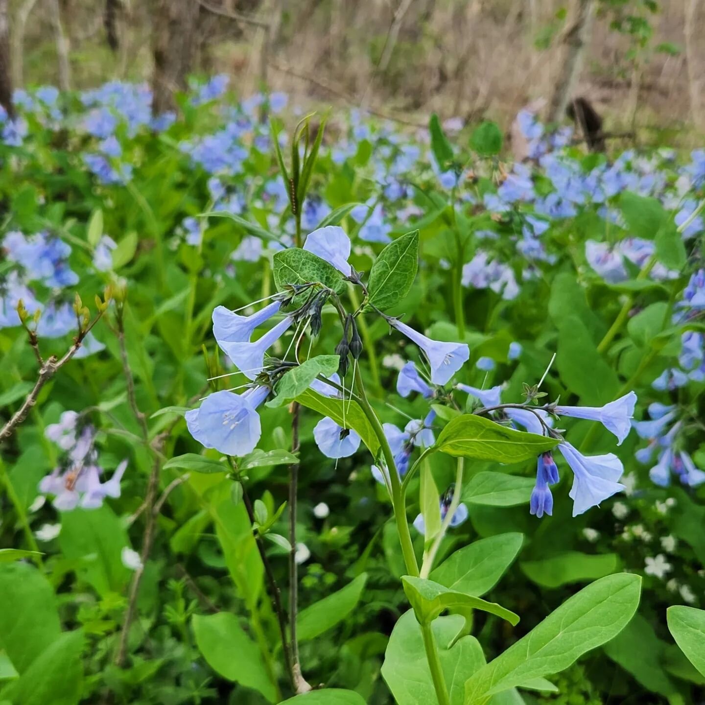 The wildflower trail living up to its name at @cincynature