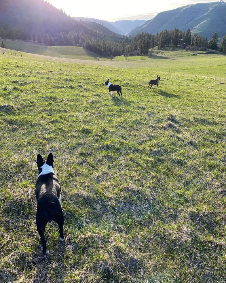 three-bostons-field.jpg