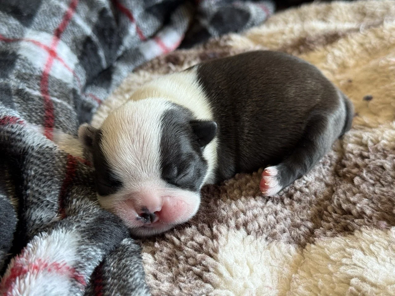 Elvis (boy)