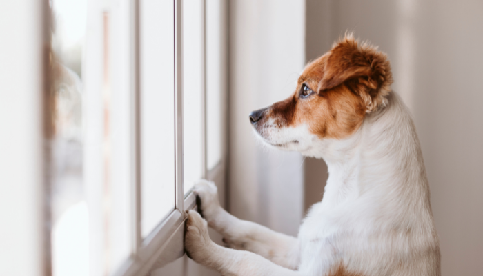 Practical Strategies for Overcoming Loneliness