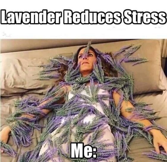 lavender.jpg