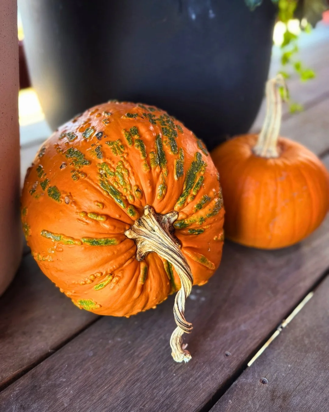 Close-up of an orange pumpkin with raised green markings and a twisted stem, sitting on a wooden surface beside another pumpkin