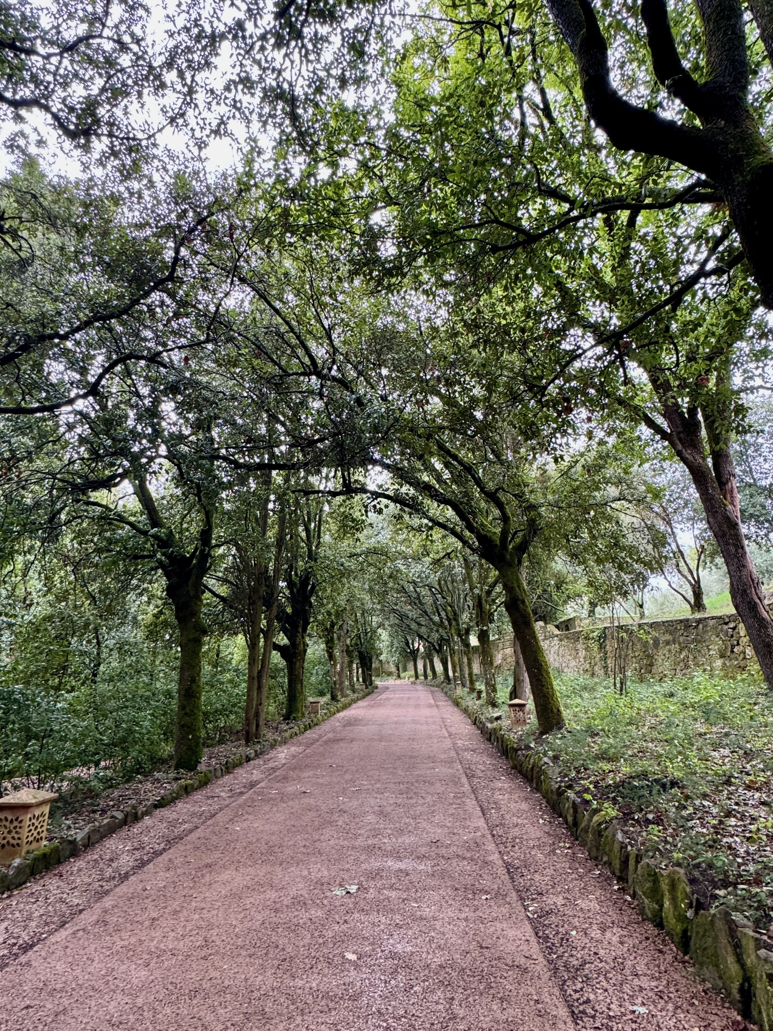 a photograph of a tree-lined trail in Perugia, Italy
