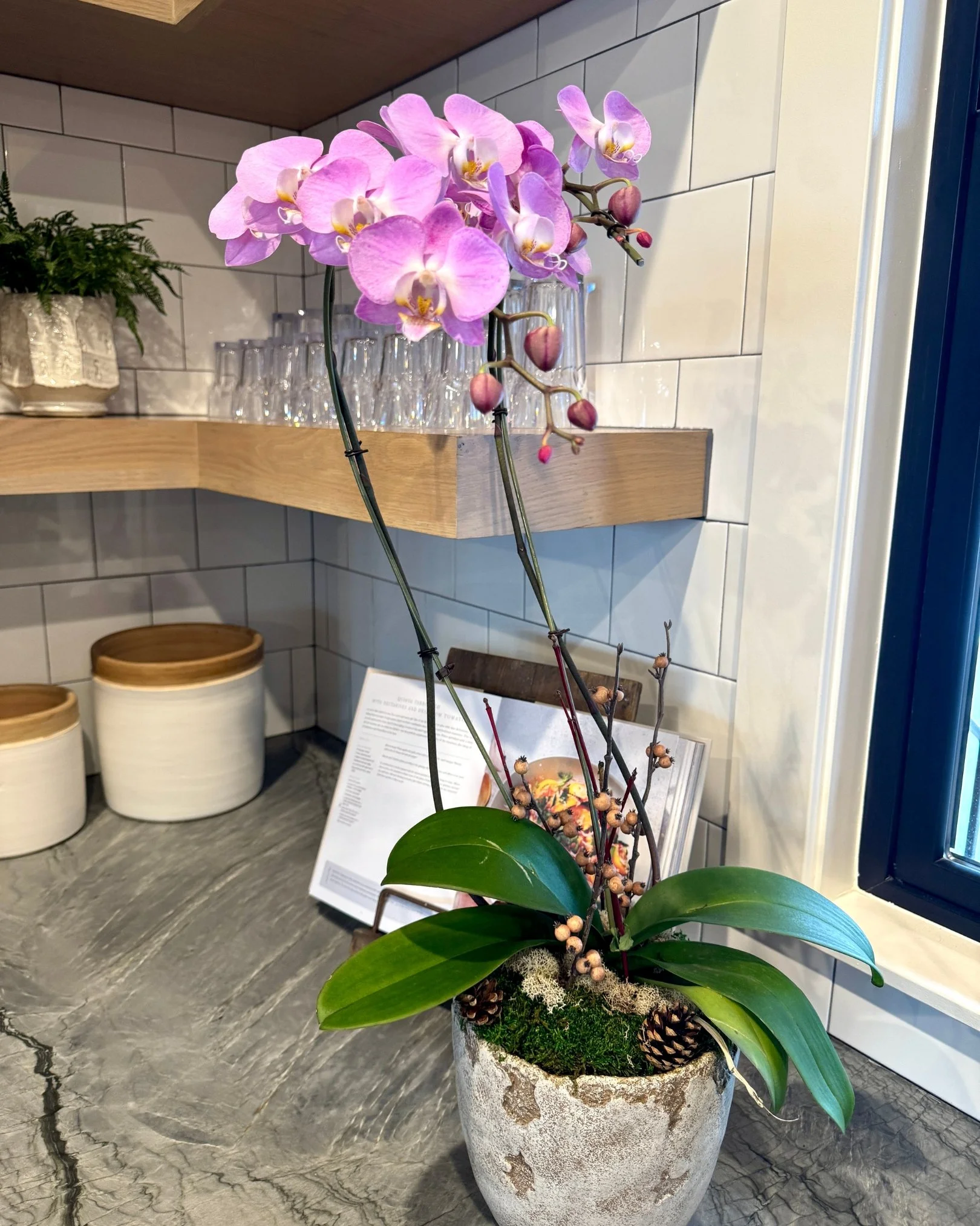 a pink orchid in a cement pot