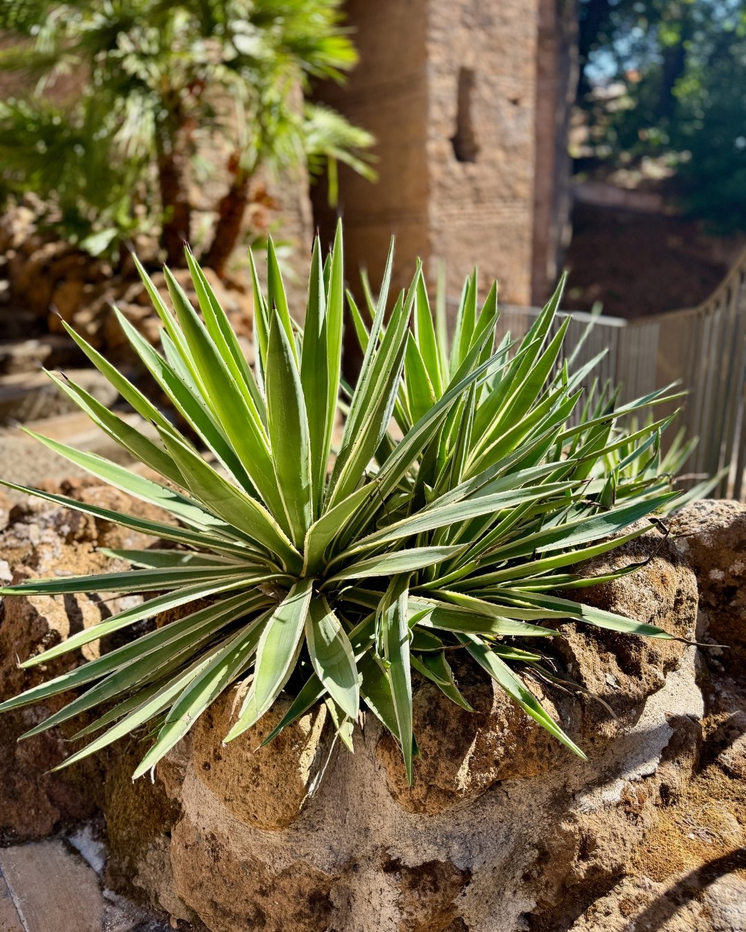 Green spiky plant growing among textured rocks, with sunlight highlighting the pointed leaves