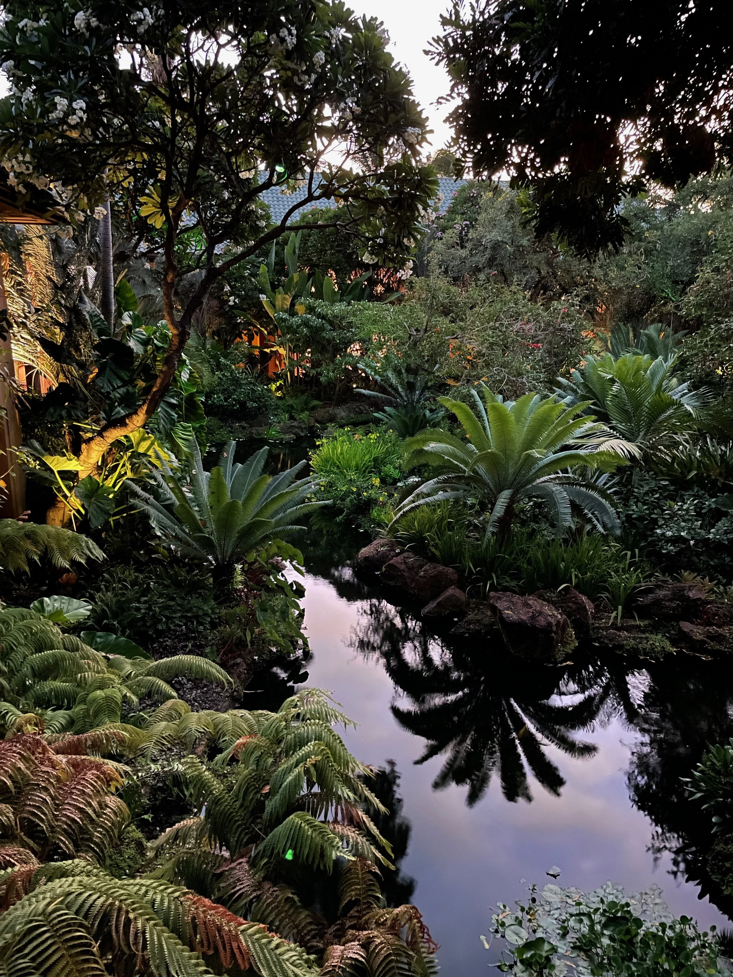 a photograph of beautiful green plants in Lanai, Hawaii