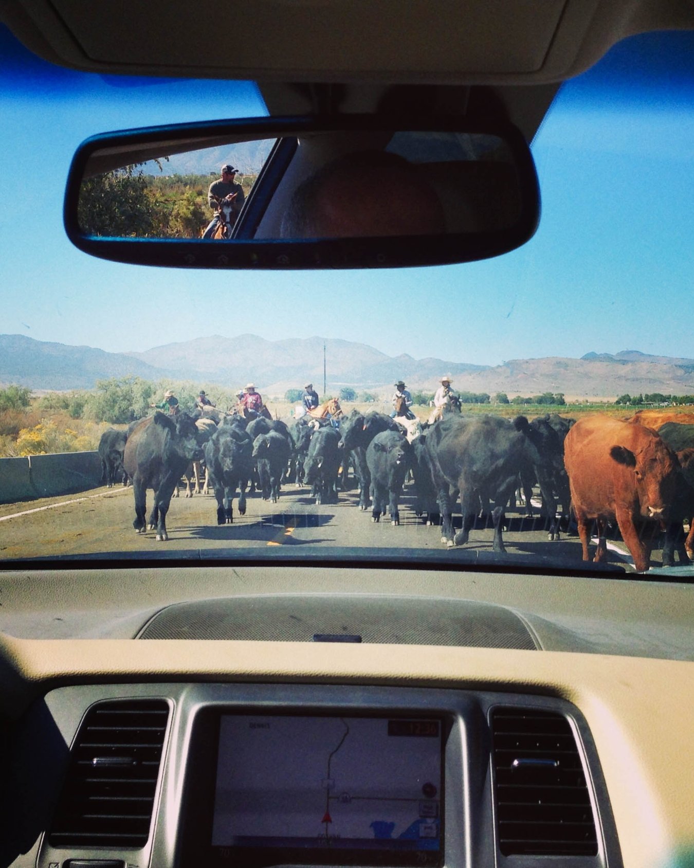 View from inside a car stopped for a cattle drive on a rural Utah road as cowboys herd cattle across the highway with mountains in the distance.