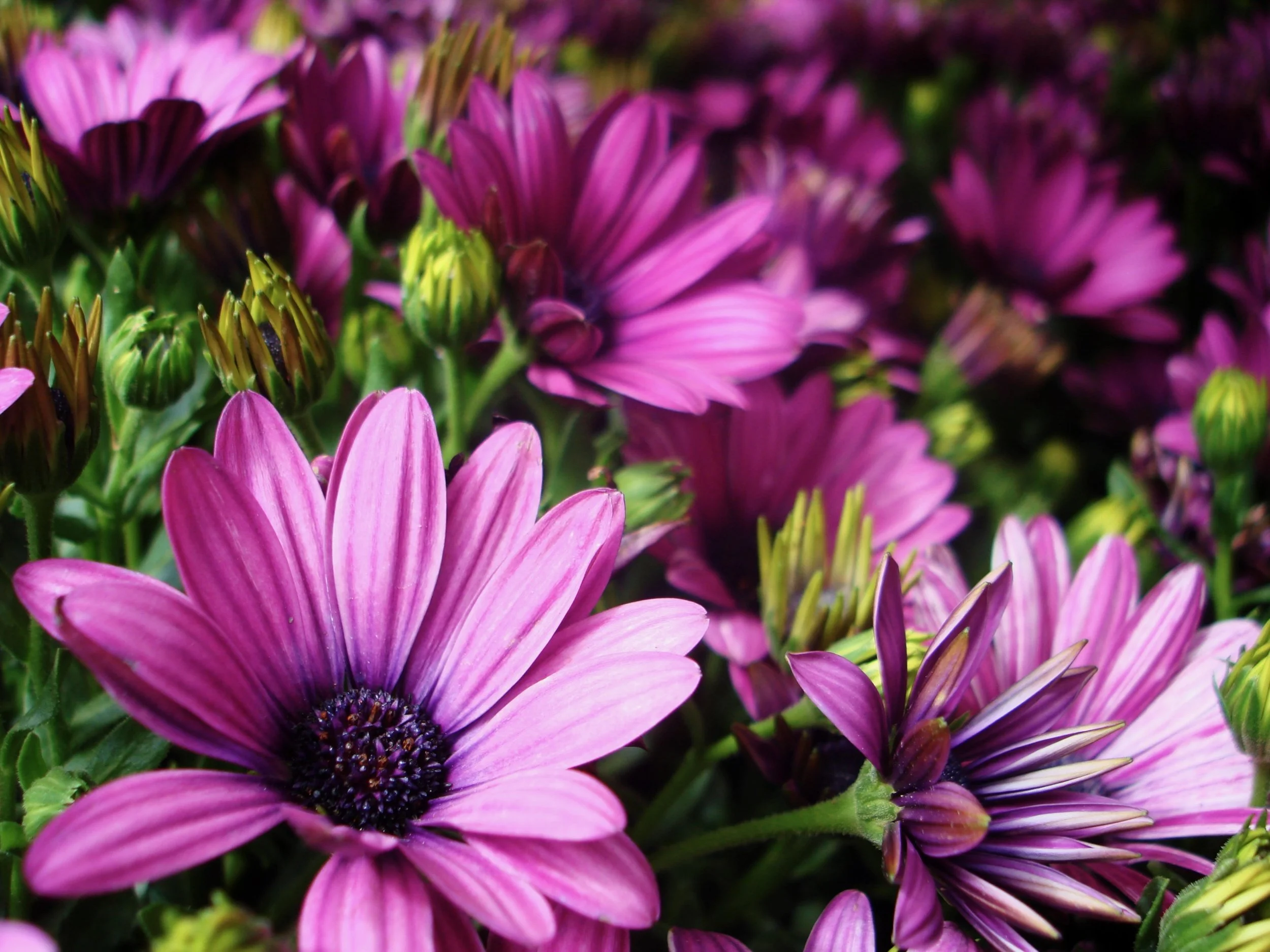 Close-up of vibrant purple and pink African daisies in bloom, with dark purple centers, green flower buds, and layers of colorful petals