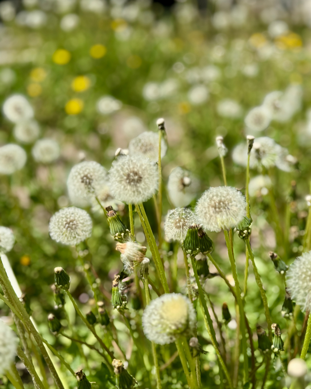 a photo of a field of dandelions