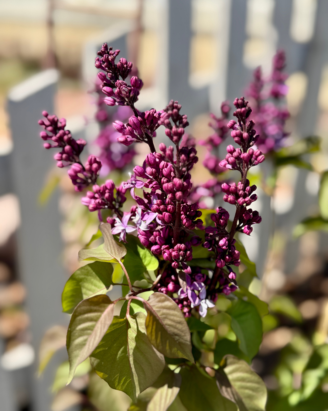 a photo of lilacs starting to bloom
