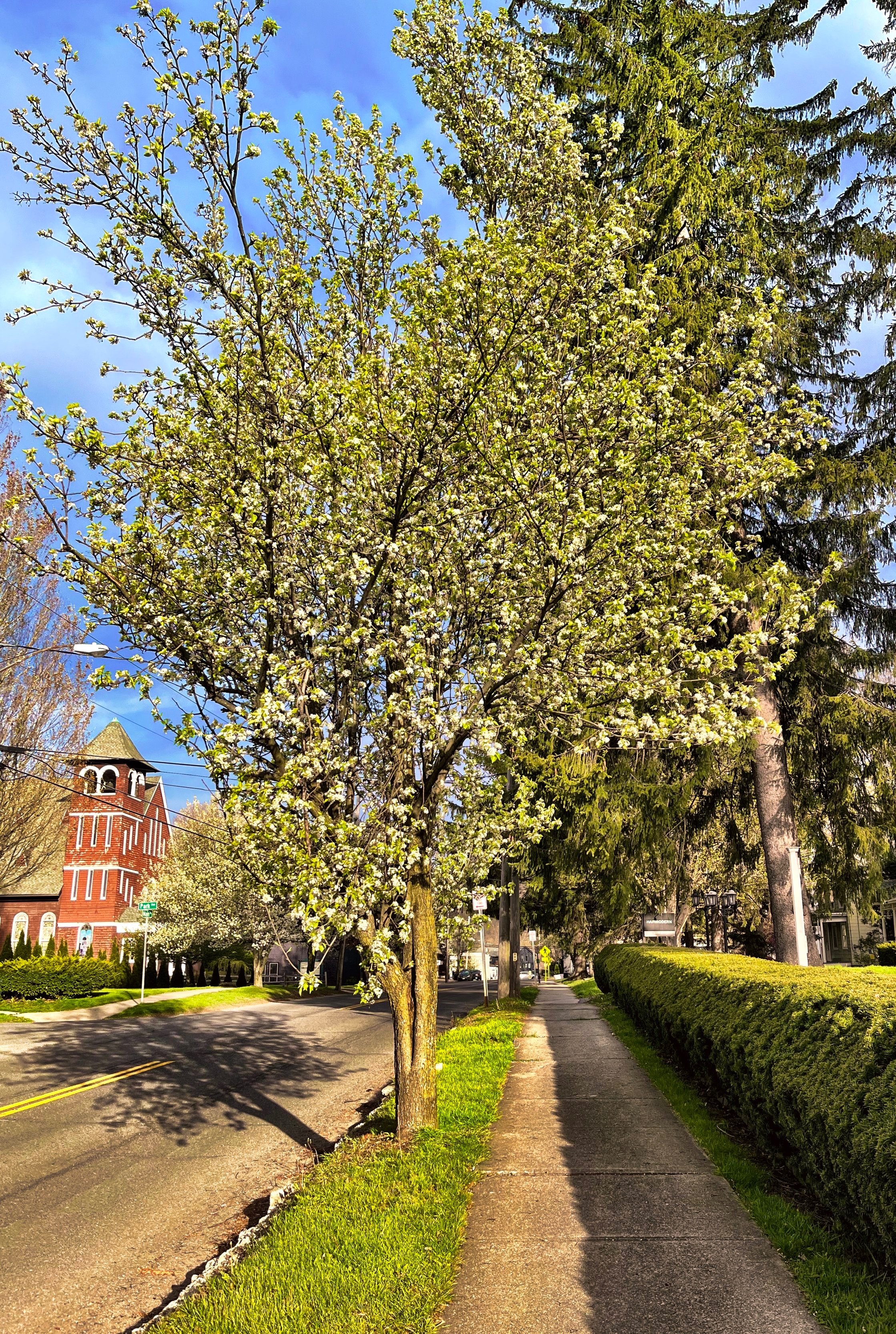 Townscape tree planting on Main Street in Millerton, NY