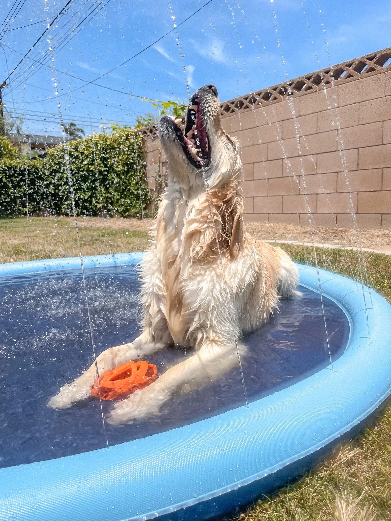 DIY Backyard Pool Party