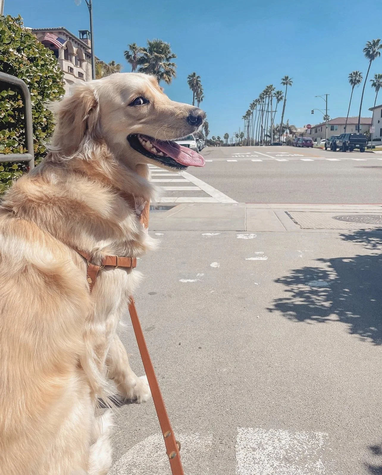 Basic to Advanced The Ultimate Dog Tricks List — Graham Friendly