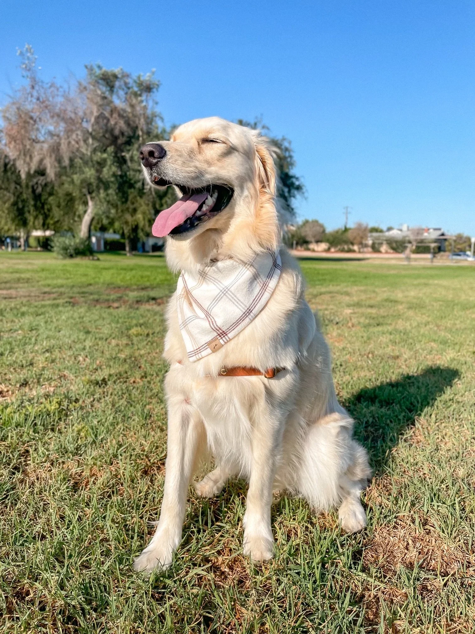 Dog Training at Home Tips and Techniques for Success Graham