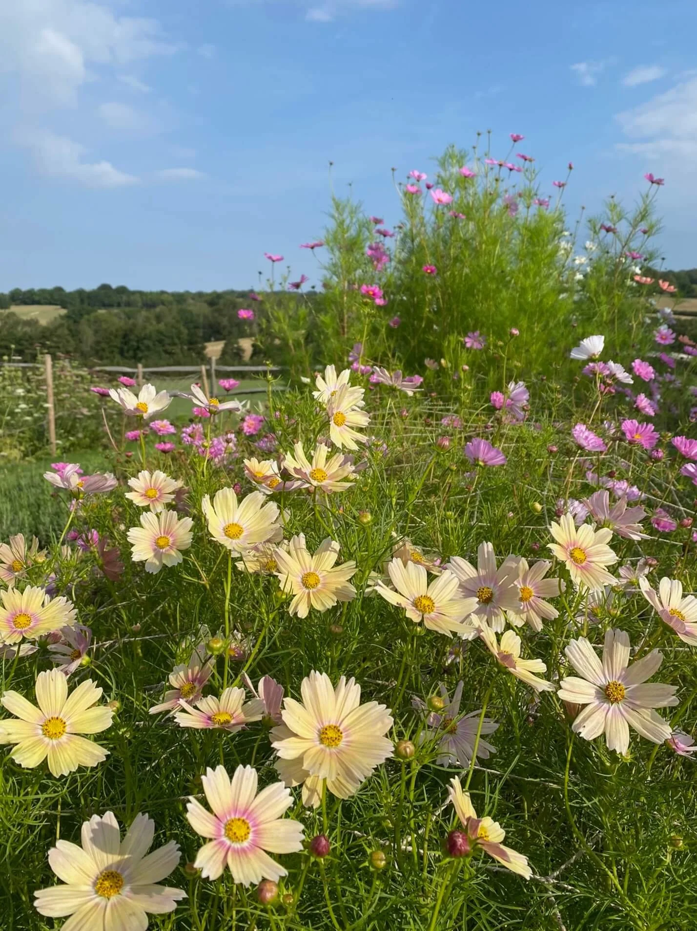 A New Chapter for British Grown Sustainable Wedding Flowers in Surrey &amp; Sussex
