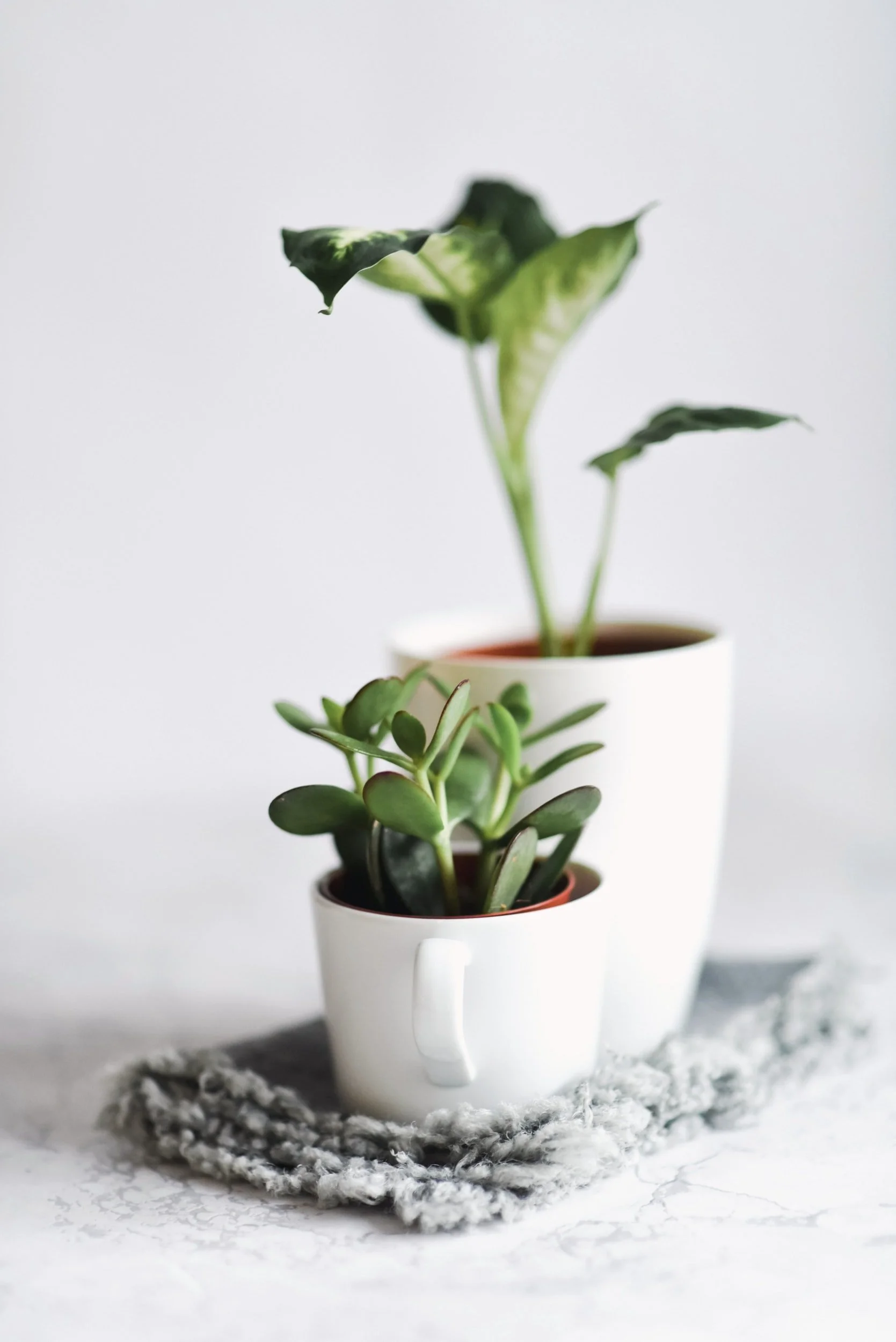 Repotting Plants
