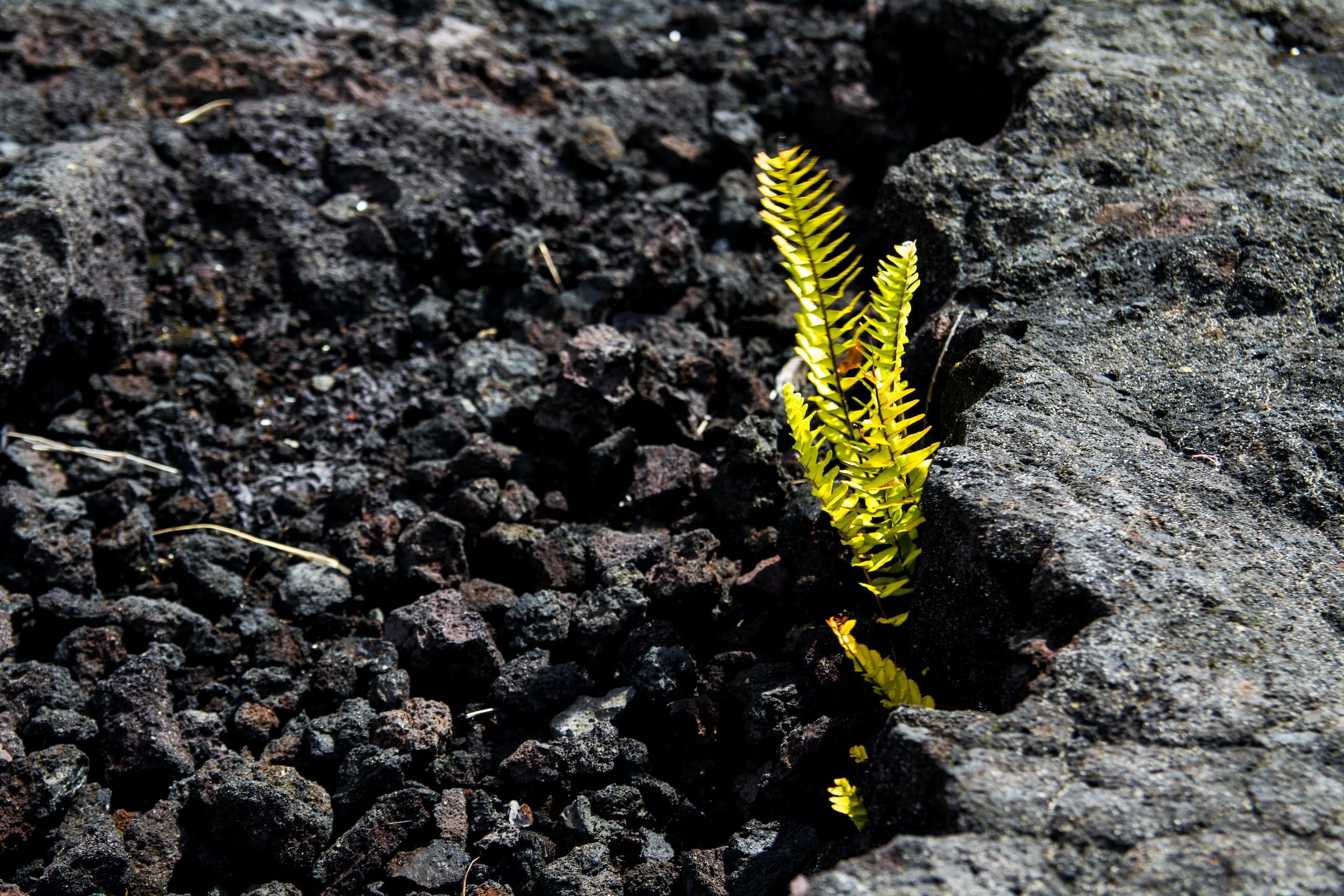New Growth