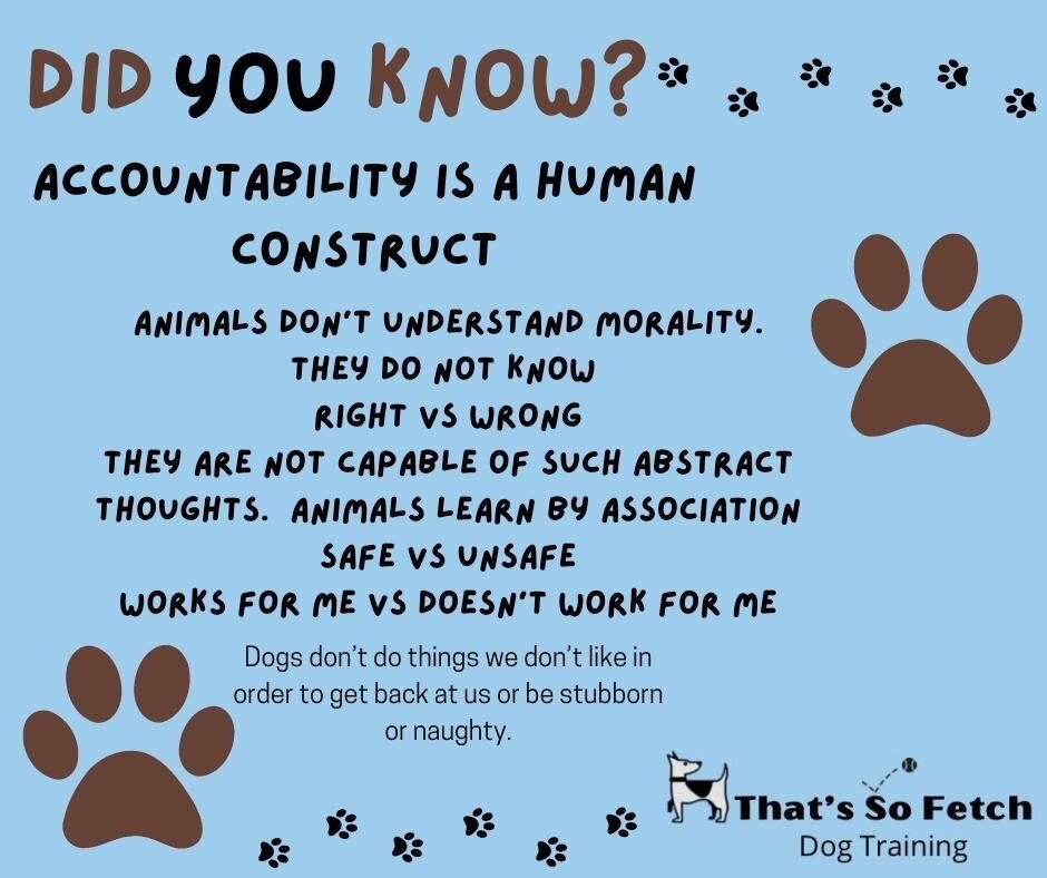 Tuesday Knowledge Treat

#themoreyouknow #didyouknow #thatssofetchdogtraining #dogtraining #positivereinforcement #clickertraining #positivedogtrainer #treats #treattrainer