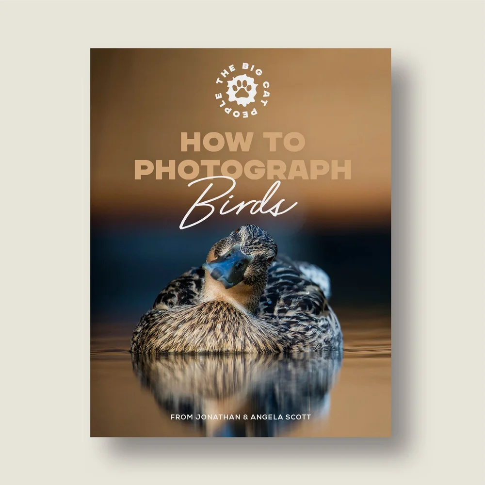 How to Photograph Birds: Expert Tips for Stunning Wildlife Shots